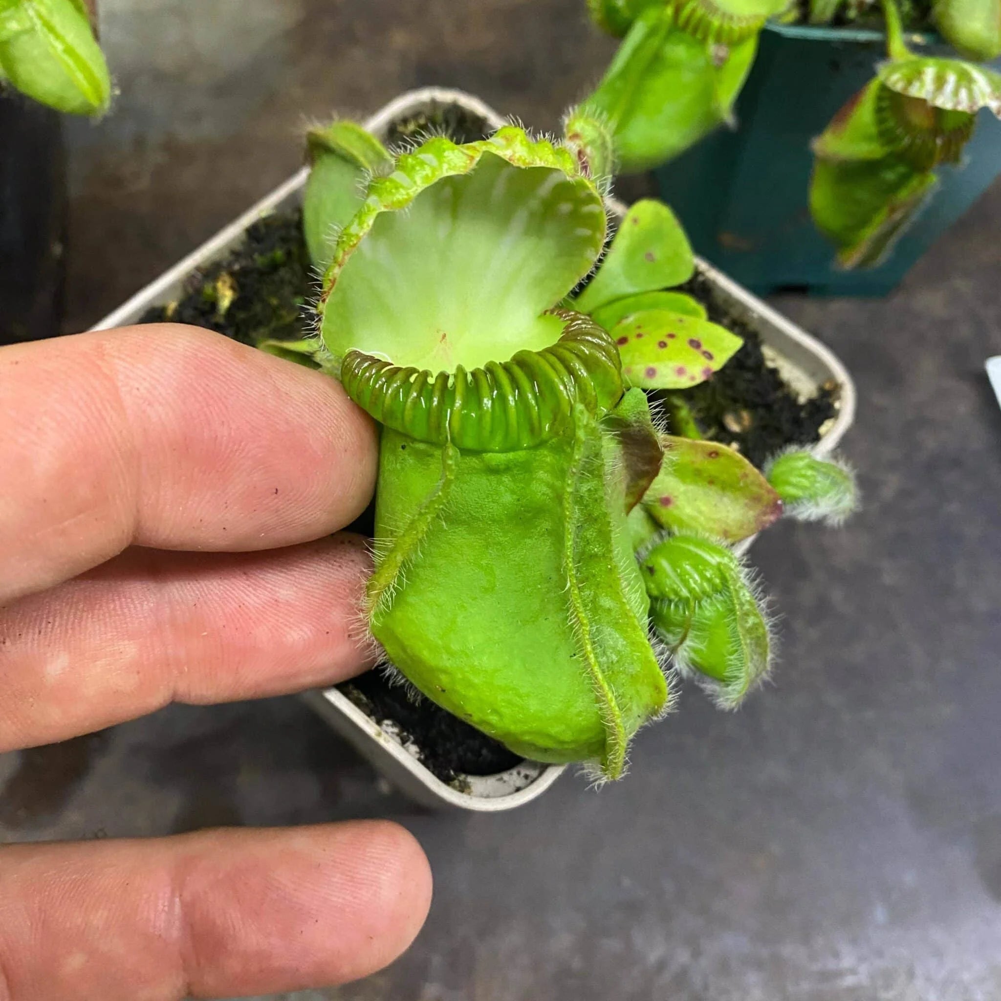 Cephalotus follicularis „German Giant“, H. Weiner original clone 大森食虫植物農園