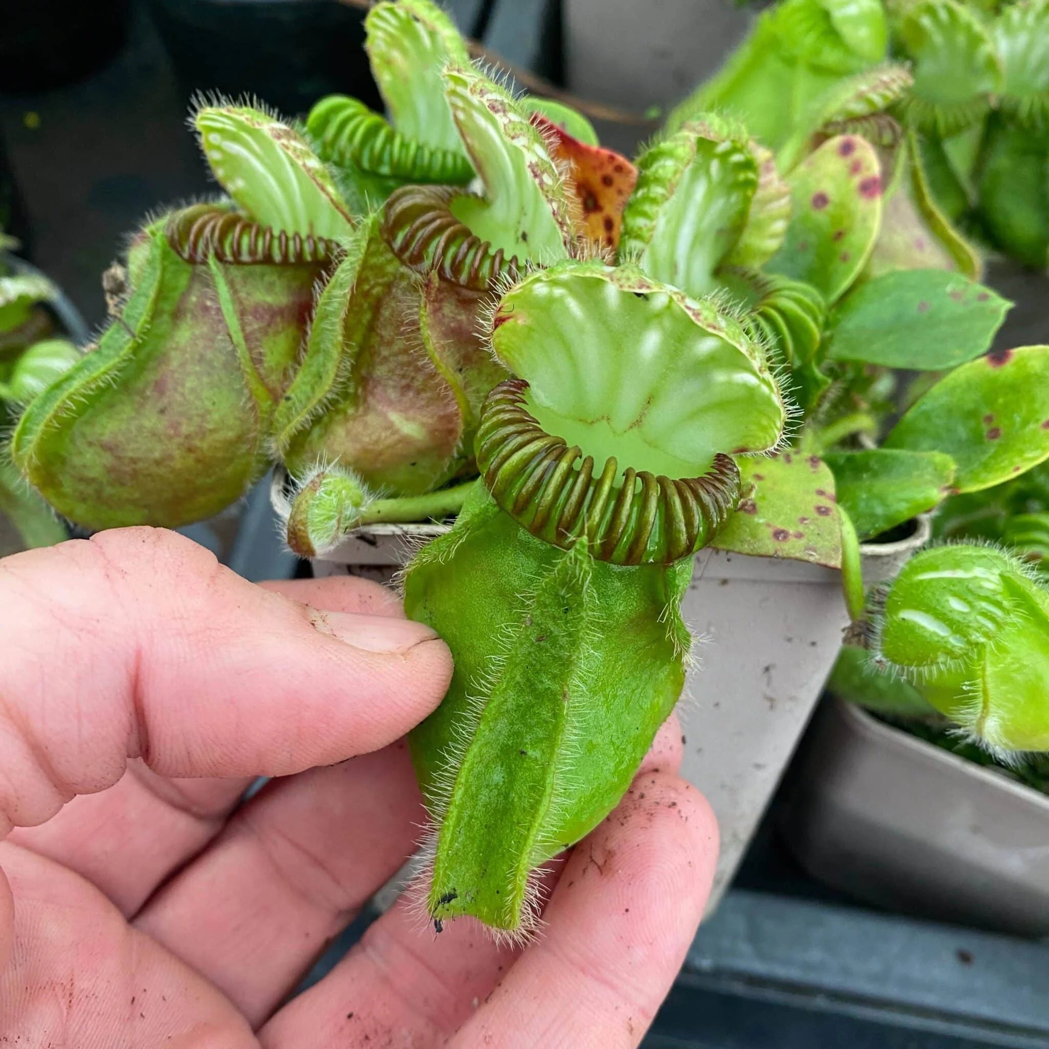Cephalotus follicularis „German Giant“, H. Weiner original clone 大森食虫植物農園