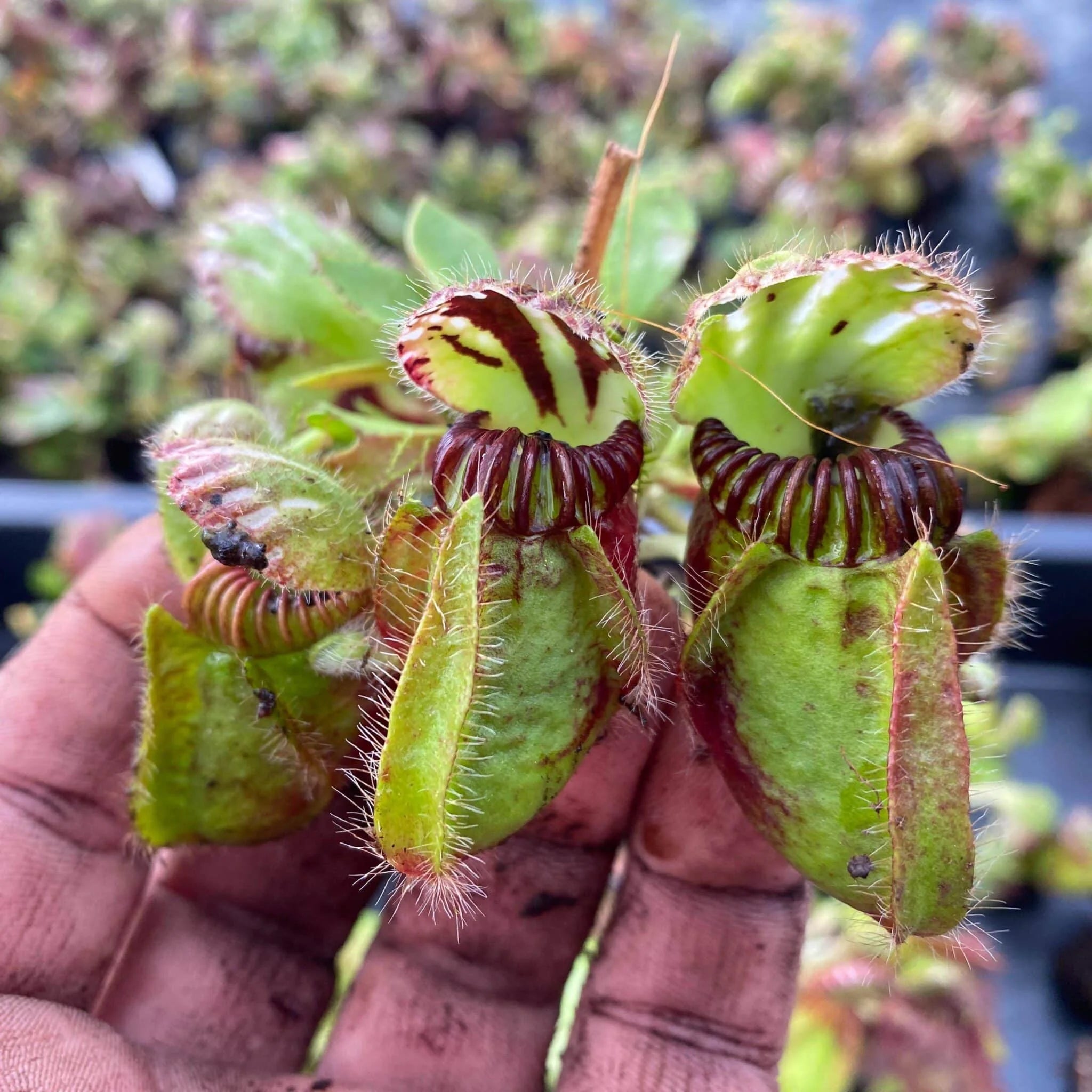 Cephalotus follicularis, Walpole (CK clone) 大森食虫植物農園