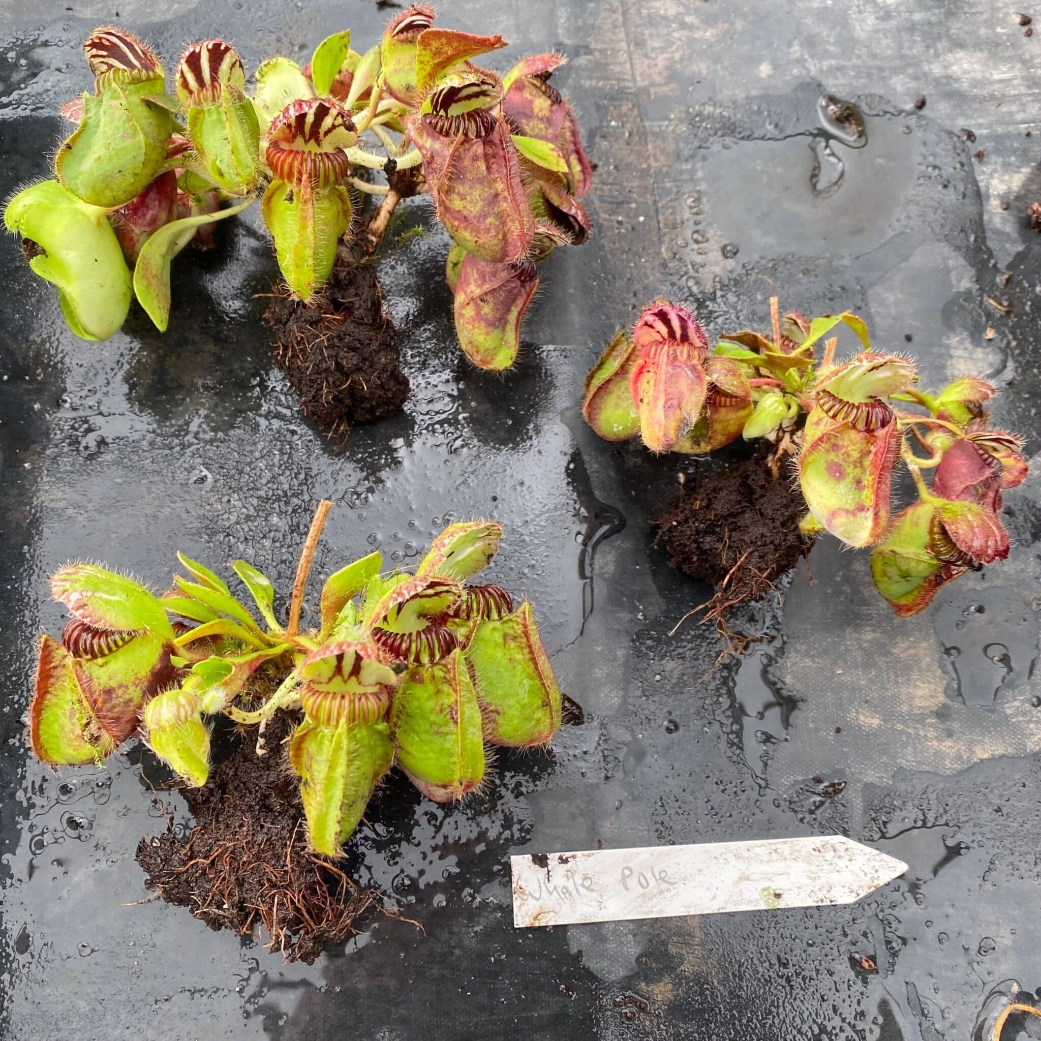 Cephalotus follicularis, Walpole (CK clone) 大森食虫植物農園