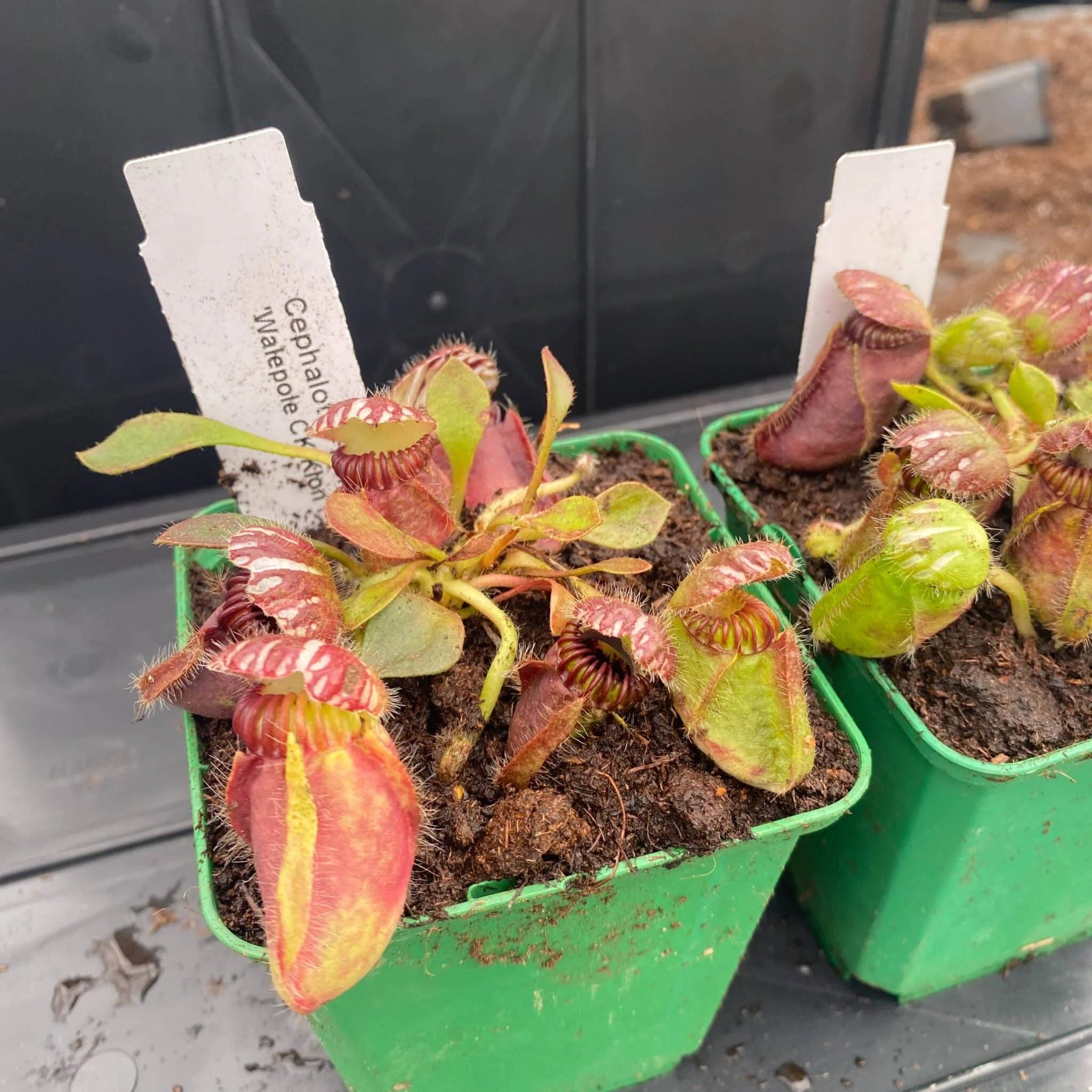 Cephalotus follicularis, Walpole (CK clone) 大森食虫植物農園