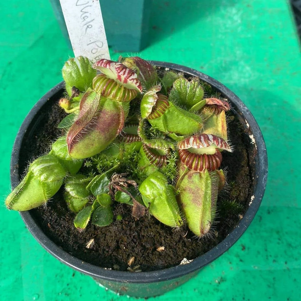 Cephalotus follicularis, Walpole (CK clone) 大森食虫植物農園