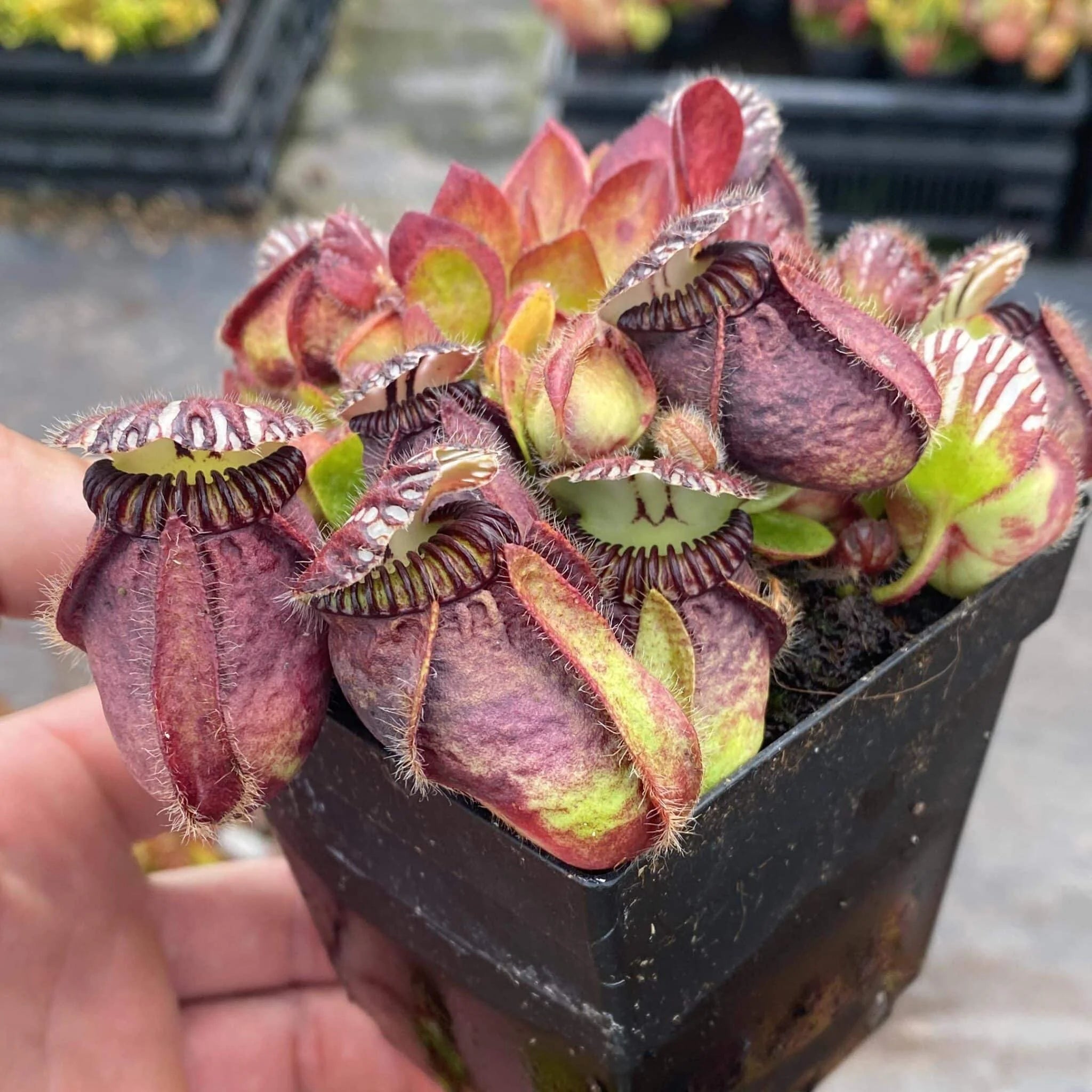 Cephalotus follicularis „Wilhelma clone“, seedgrown 大森食虫植物農園