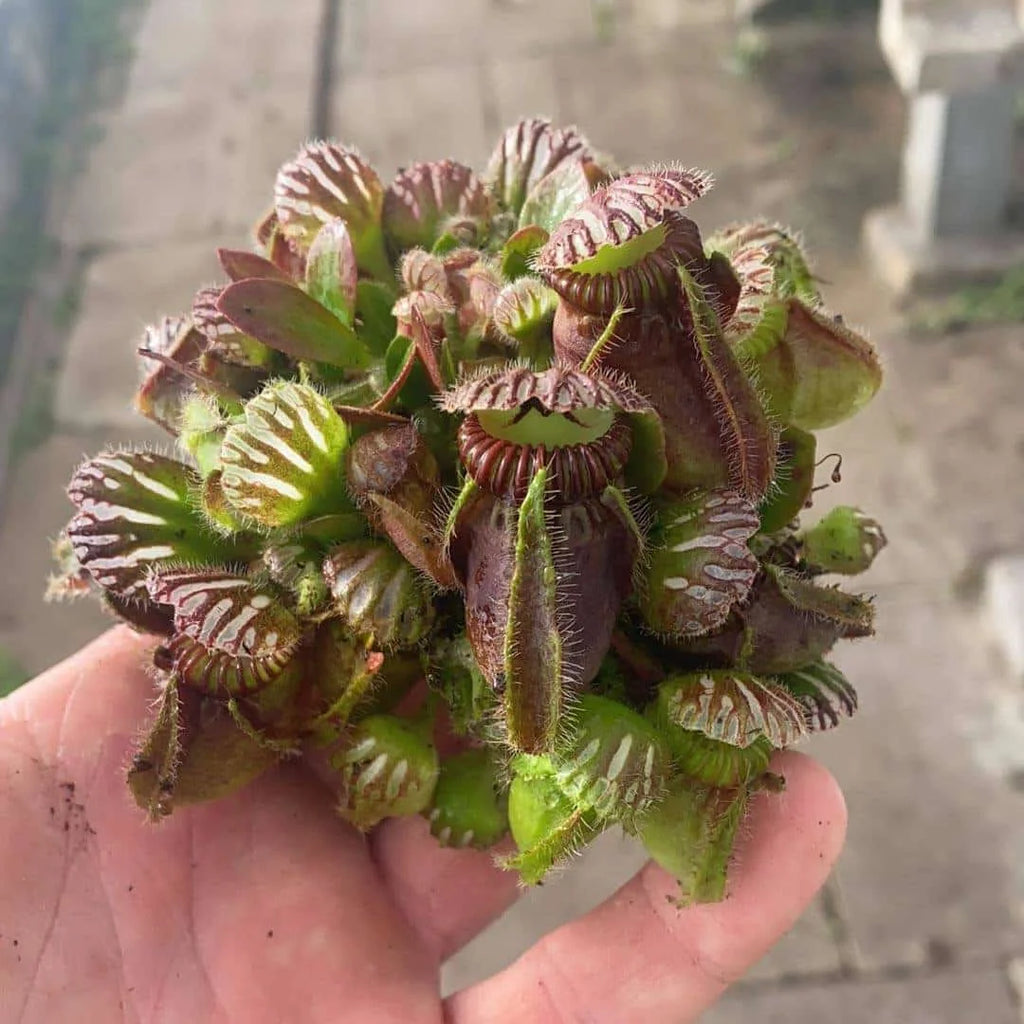 Cephalotus follicularis, adult pitchers 大森食虫植物農園