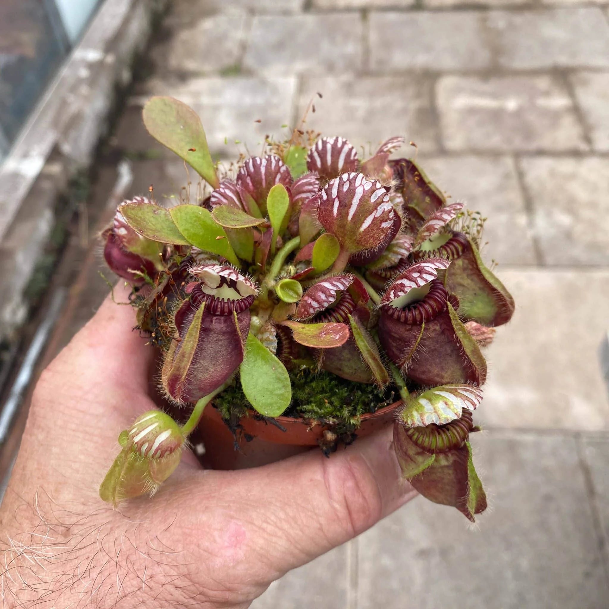 Cephalotus follicularis, adult pitchers 大森食虫植物農園