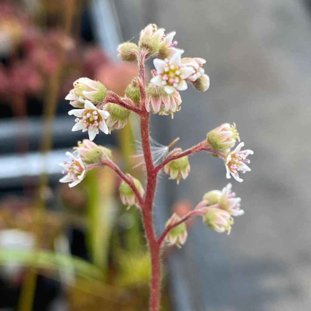 Cephalotus follicularis, adult pitchers 大森食虫植物農園