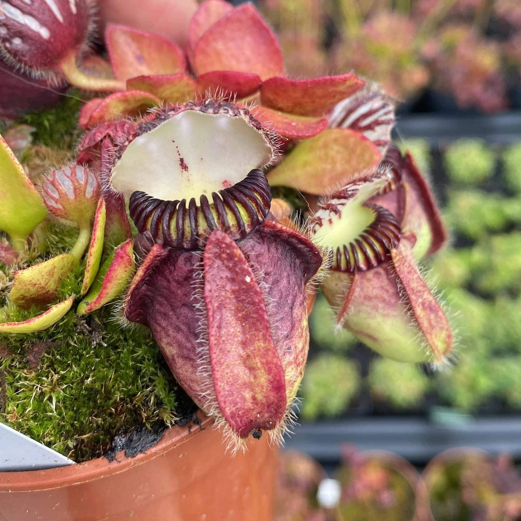 Cephalotus follicularis, ex Botanical Garden Wilhelma (and BG Mainz, same clone) – original clone 大森食虫植物農園