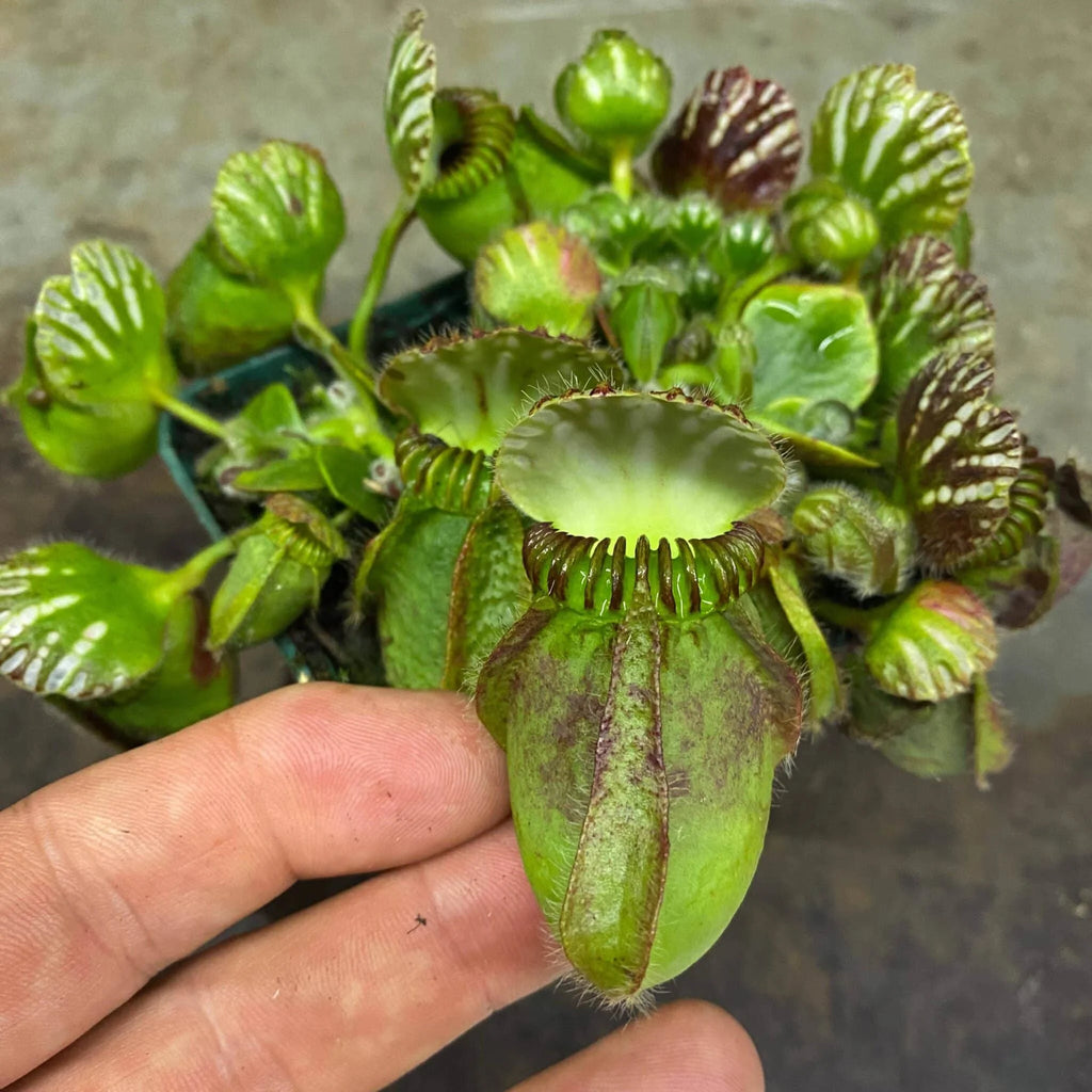 Cephalotus follicularis, ex Botanical Garden Wilhelma (and BG Mainz, same clone) – original clone 大森食虫植物農園