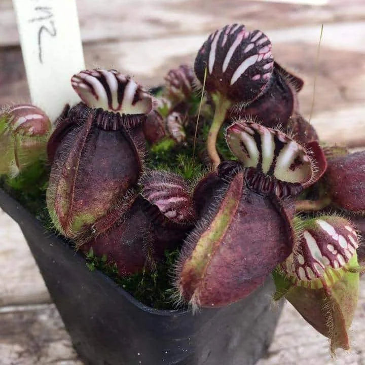 Cephalotus follicularis, ex Botanical Garden Wilhelma (and BG Mainz, same clone) – original clone 大森食虫植物農園