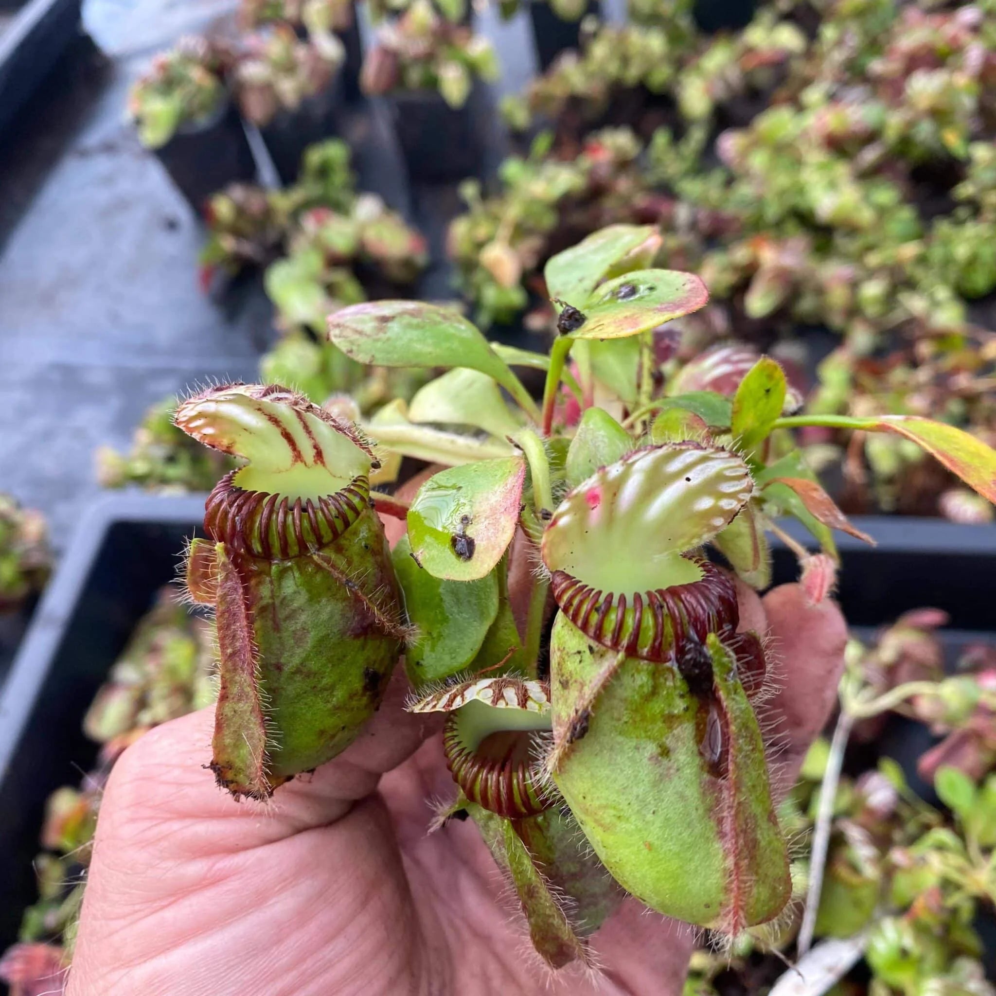 Cephalotus follicularis, ex Botanical Garden Wilhelma (and BG Mainz, same clone) – original clone 大森食虫植物農園