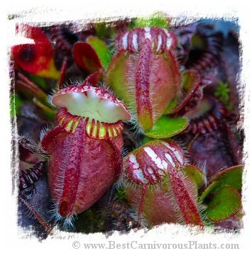 Cephalotus follicularis {mix of clones, small plantlets} [BCP ID# 04, 10, 11, 12] / 2株の幼苗, サイズ 1-2 cm 大森食虫植物農園