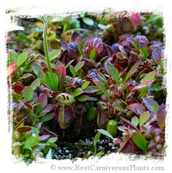 Cephalotus follicularis {mixed clones, Seedlings of Hummers Giant} [BCP ID# 1296] / 1株の幼苗, サイズ 1-2 cm 大森食虫植物農園