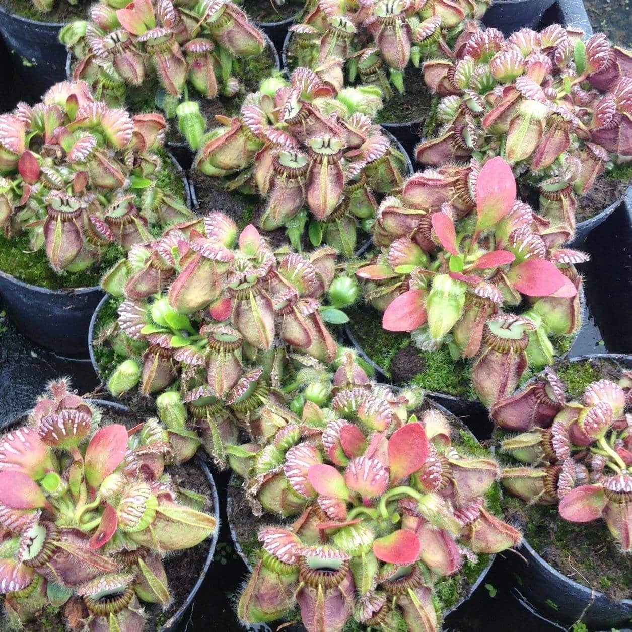 Cephalotus follicularis, very big, XXL plants ! 大森食虫植物農園
