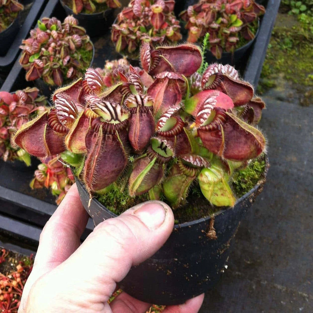 Cephalotus follicularis, very big, XXL plants ! 大森食虫植物農園