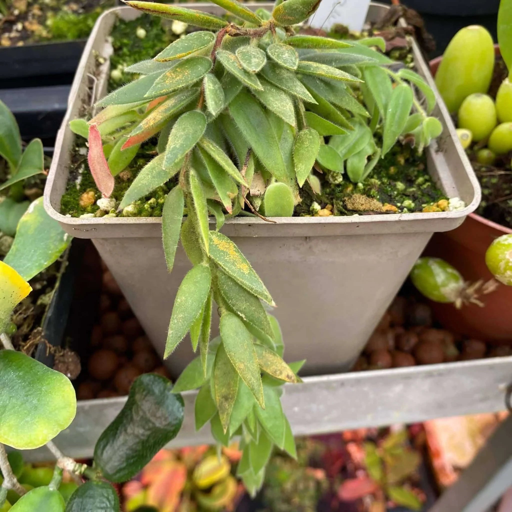 Ceratostema rauhii 大森食虫植物農園
