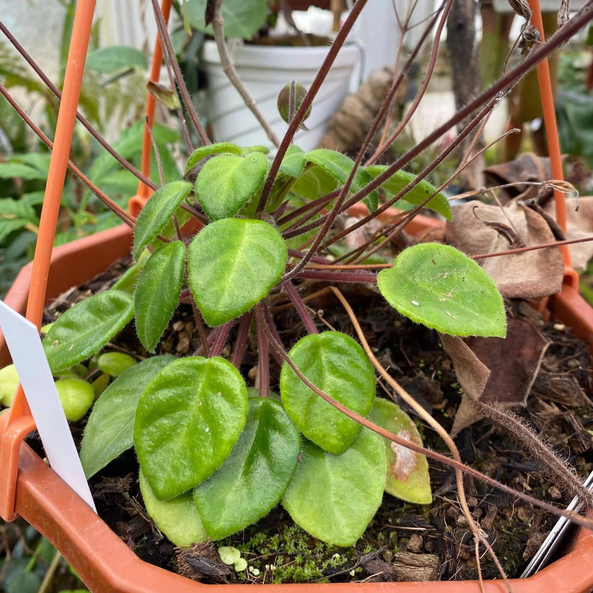 Chirita tamiana (Syn. Deinostigma tamiana (Gesneriaceae)) 大森食虫植物農園