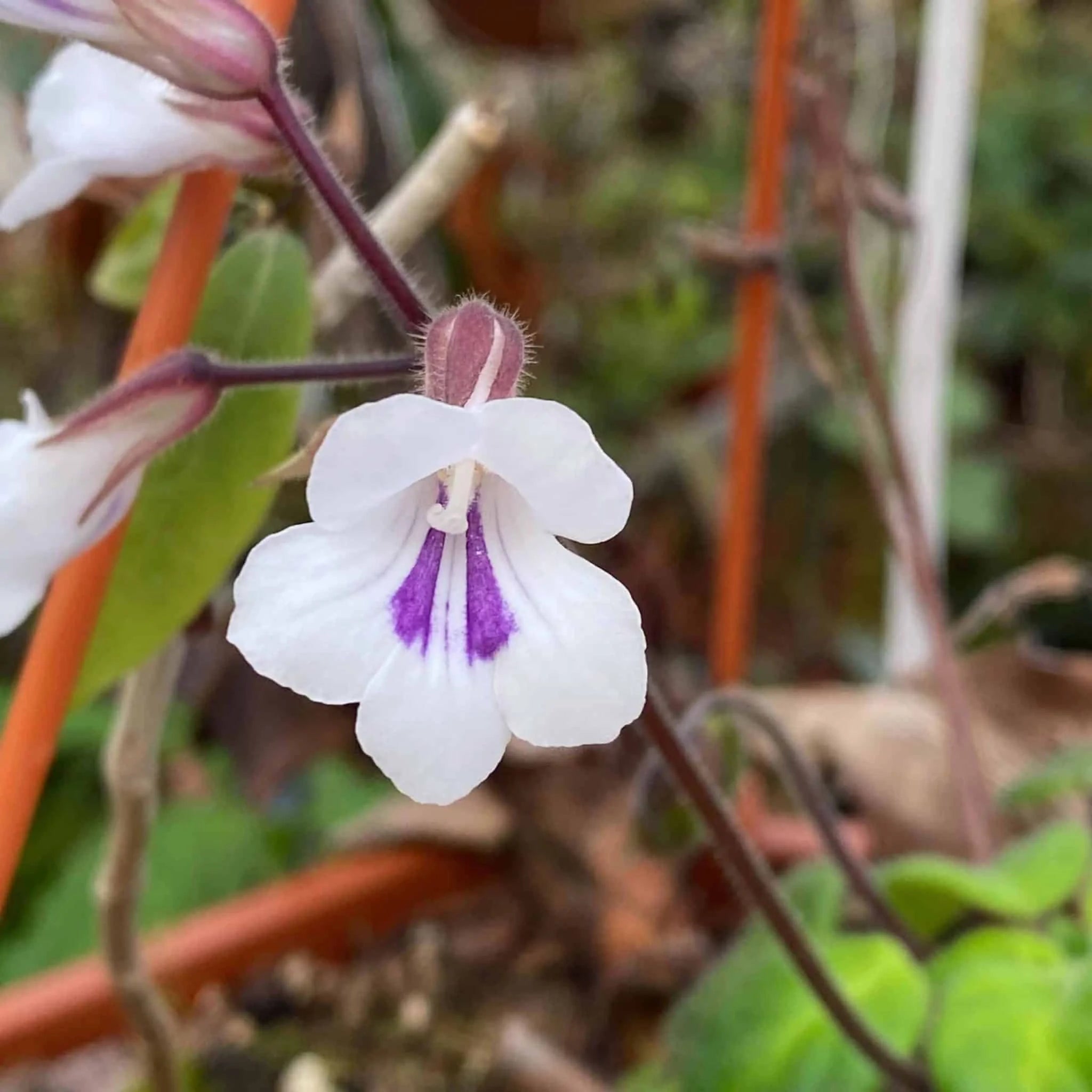 Chirita tamiana (Syn. Deinostigma tamiana (Gesneriaceae)) 大森食虫植物農園