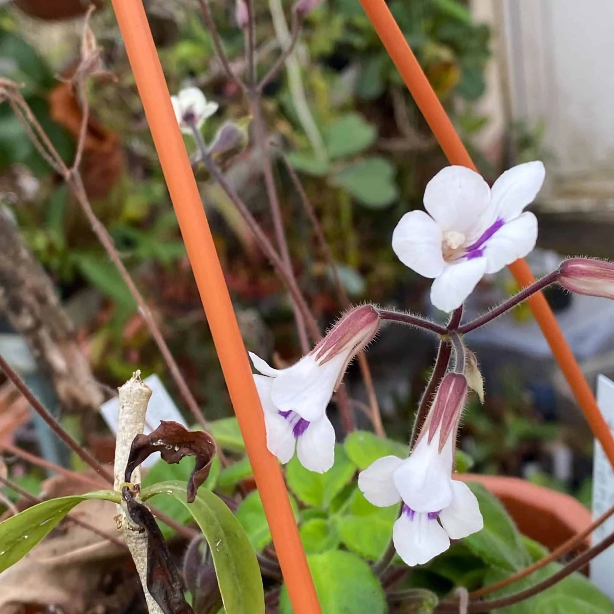 Chirita tamiana (Syn. Deinostigma tamiana (Gesneriaceae)) 大森食虫植物農園