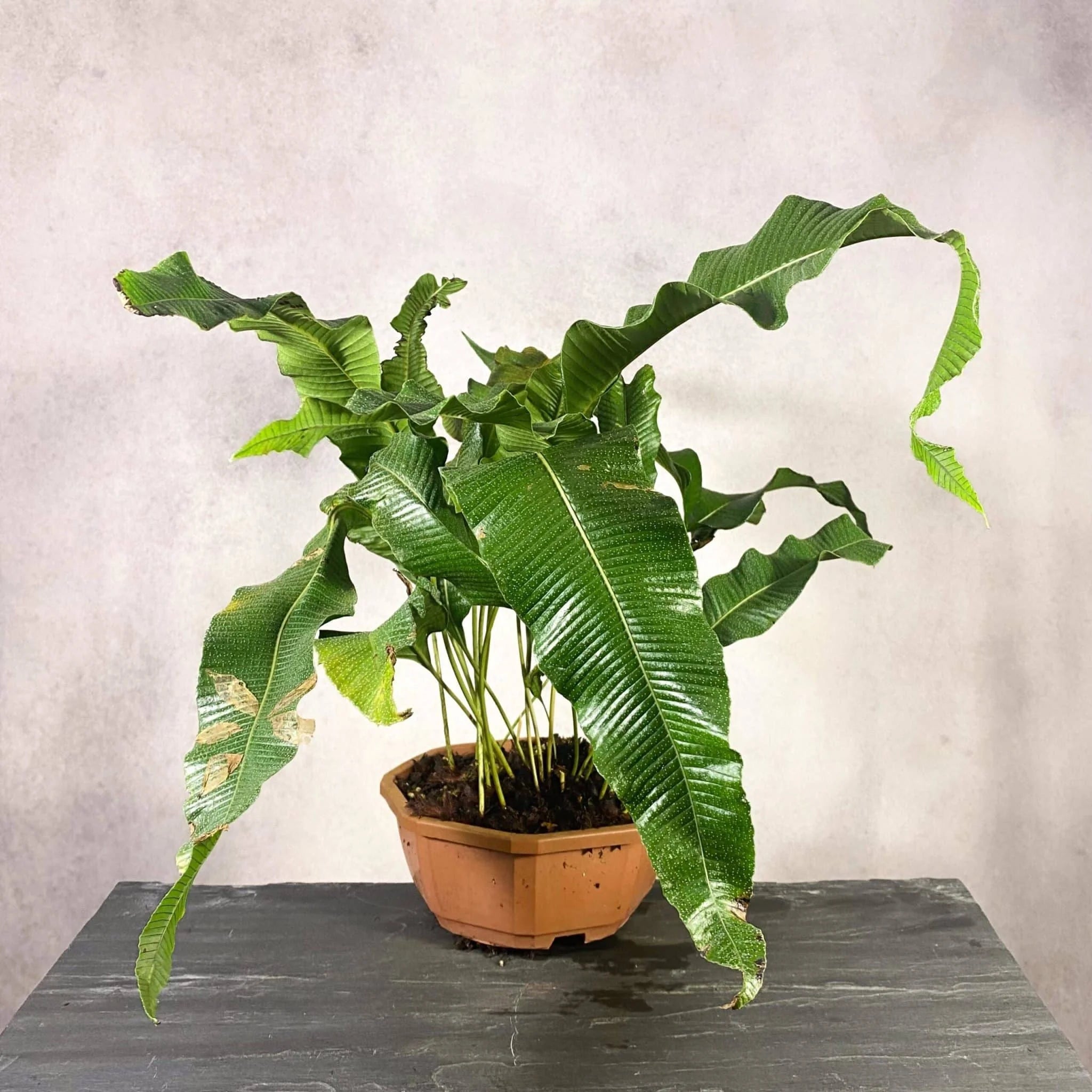 Crypsinopsis platyphyllus 大森食虫植物農園
