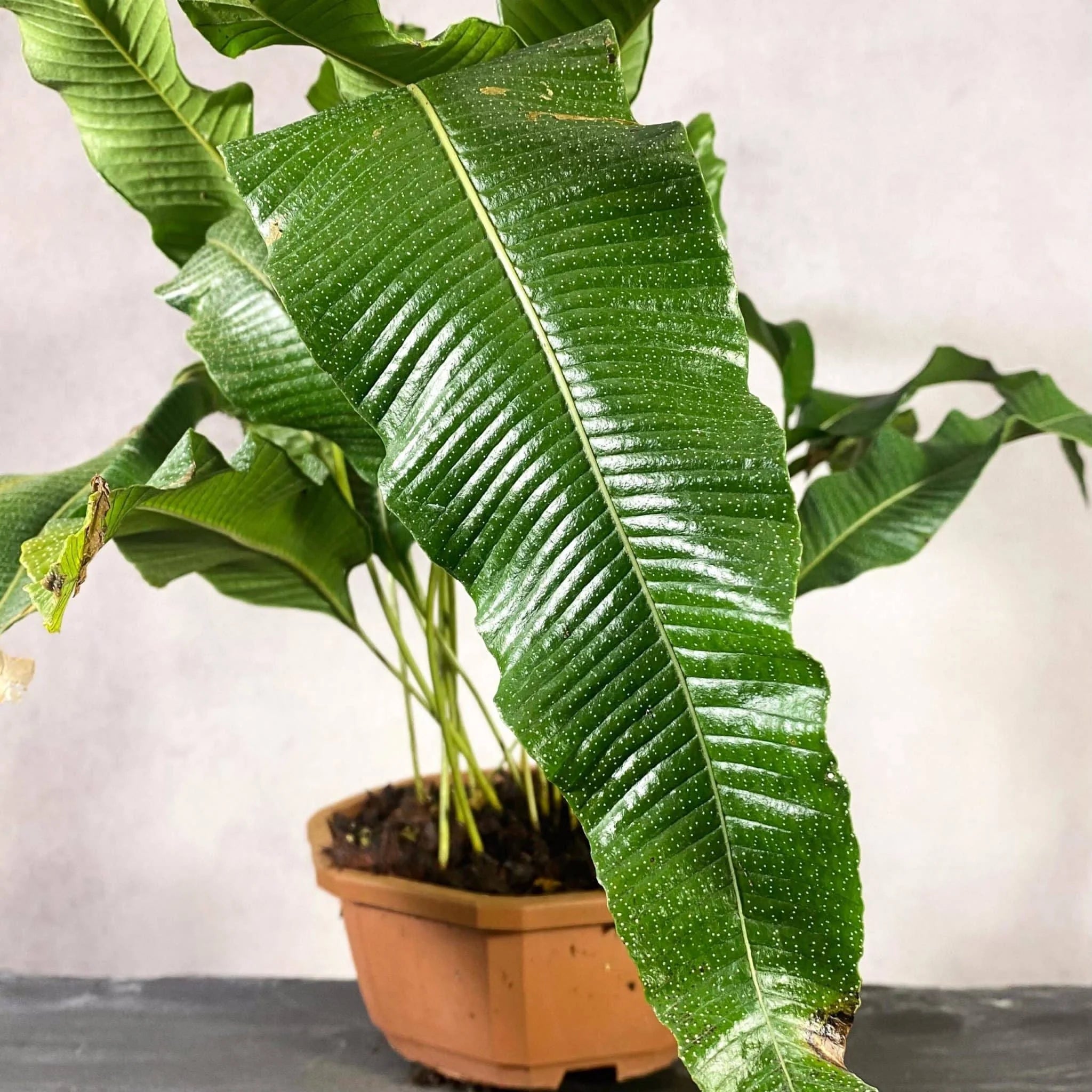 Crypsinopsis platyphyllus 大森食虫植物農園