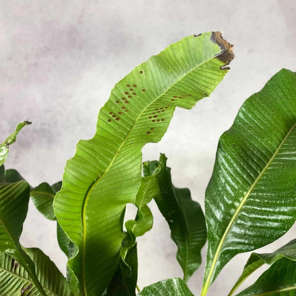 Crypsinopsis platyphyllus 大森食虫植物農園