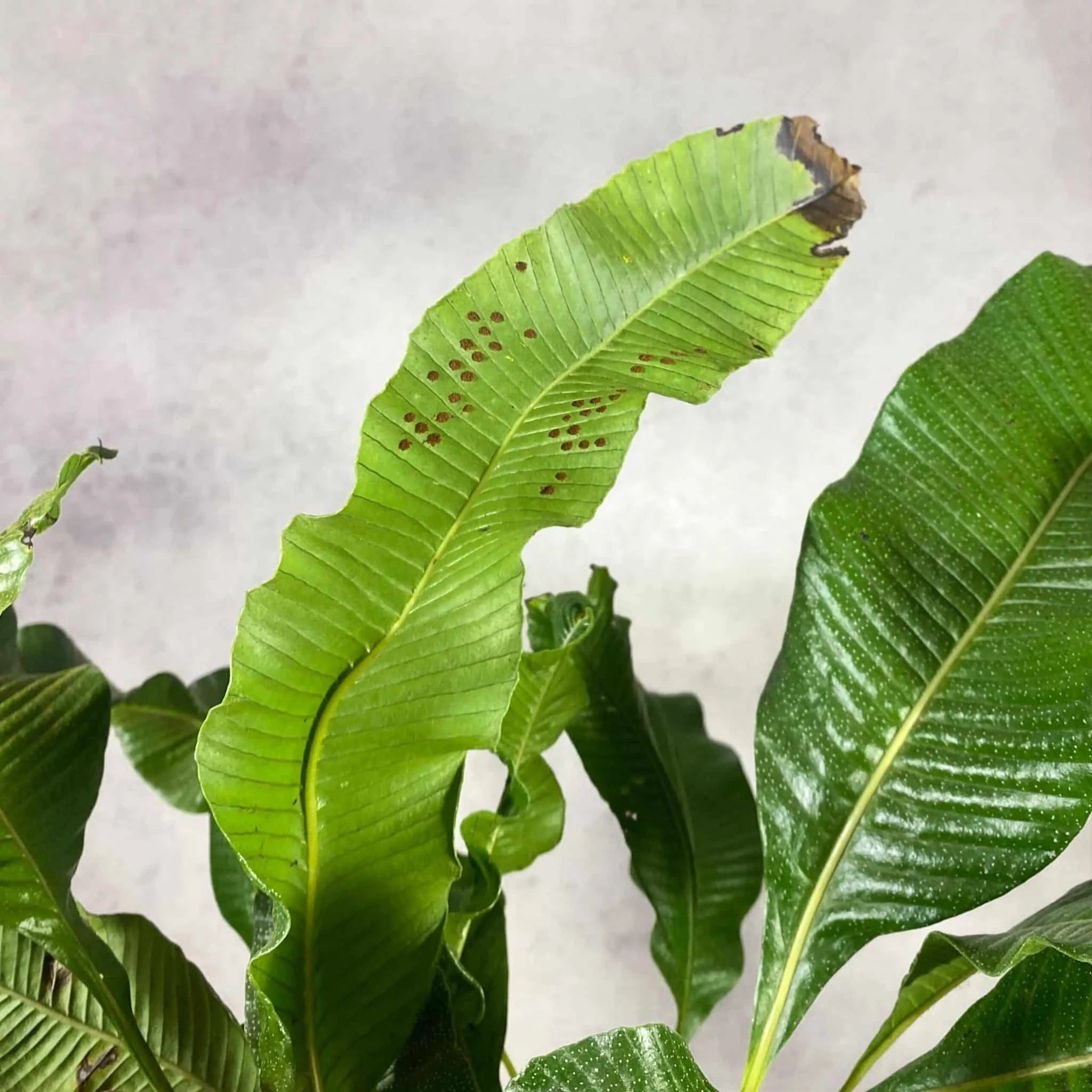 Crypsinopsis platyphyllus 大森食虫植物農園