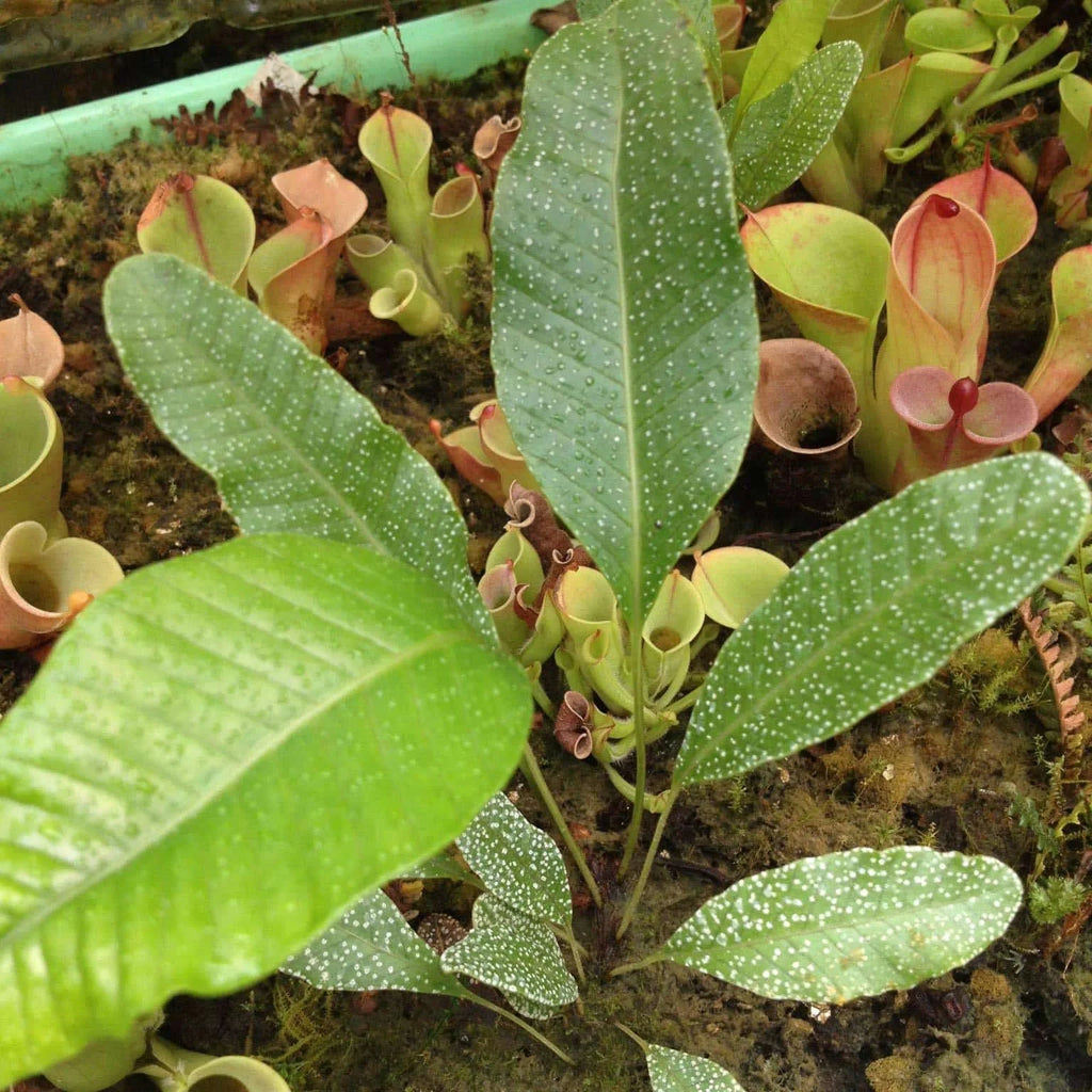 Crypsinopsis platyphyllus 大森食虫植物農園