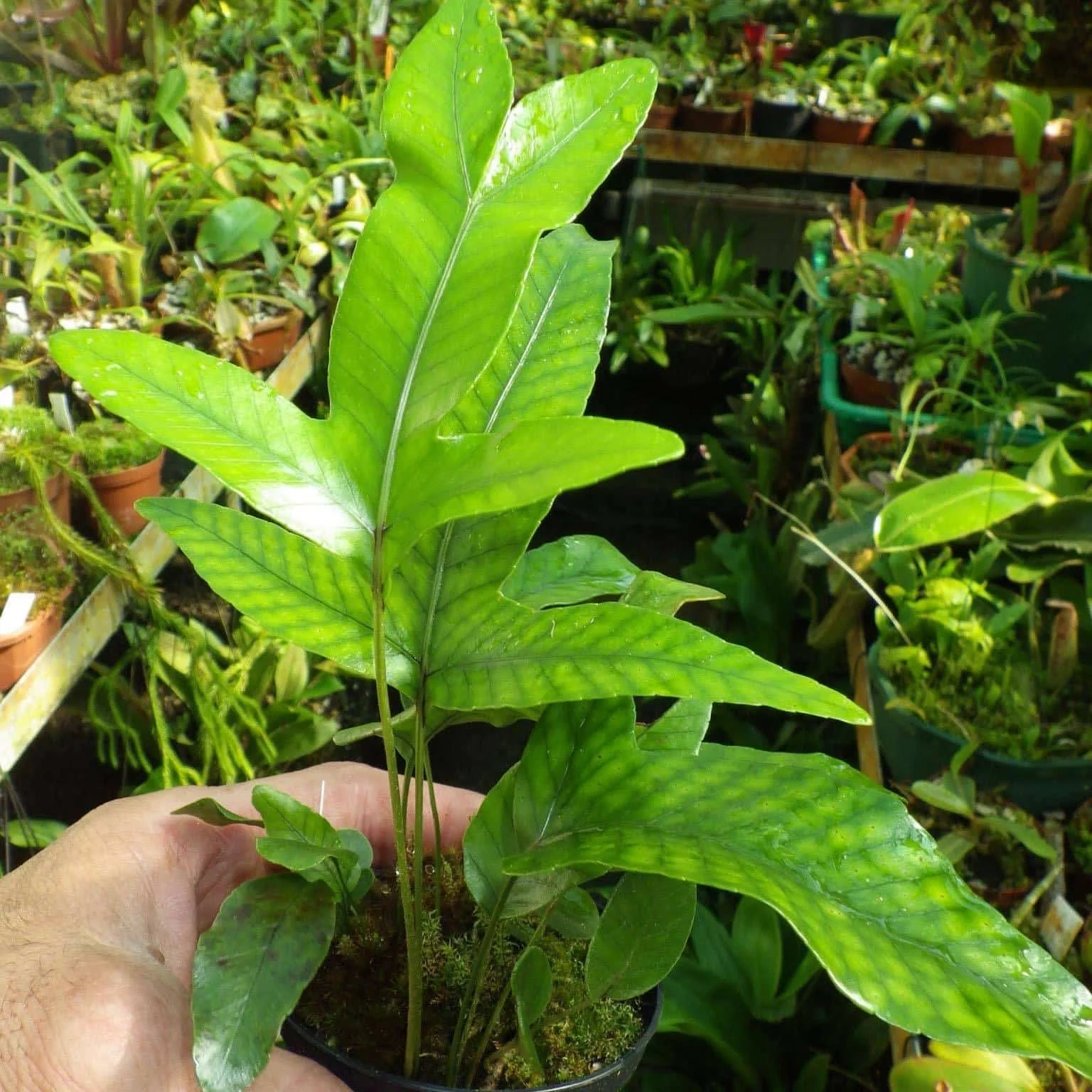 Crypsinus spec. Borneo 大森食虫植物農園