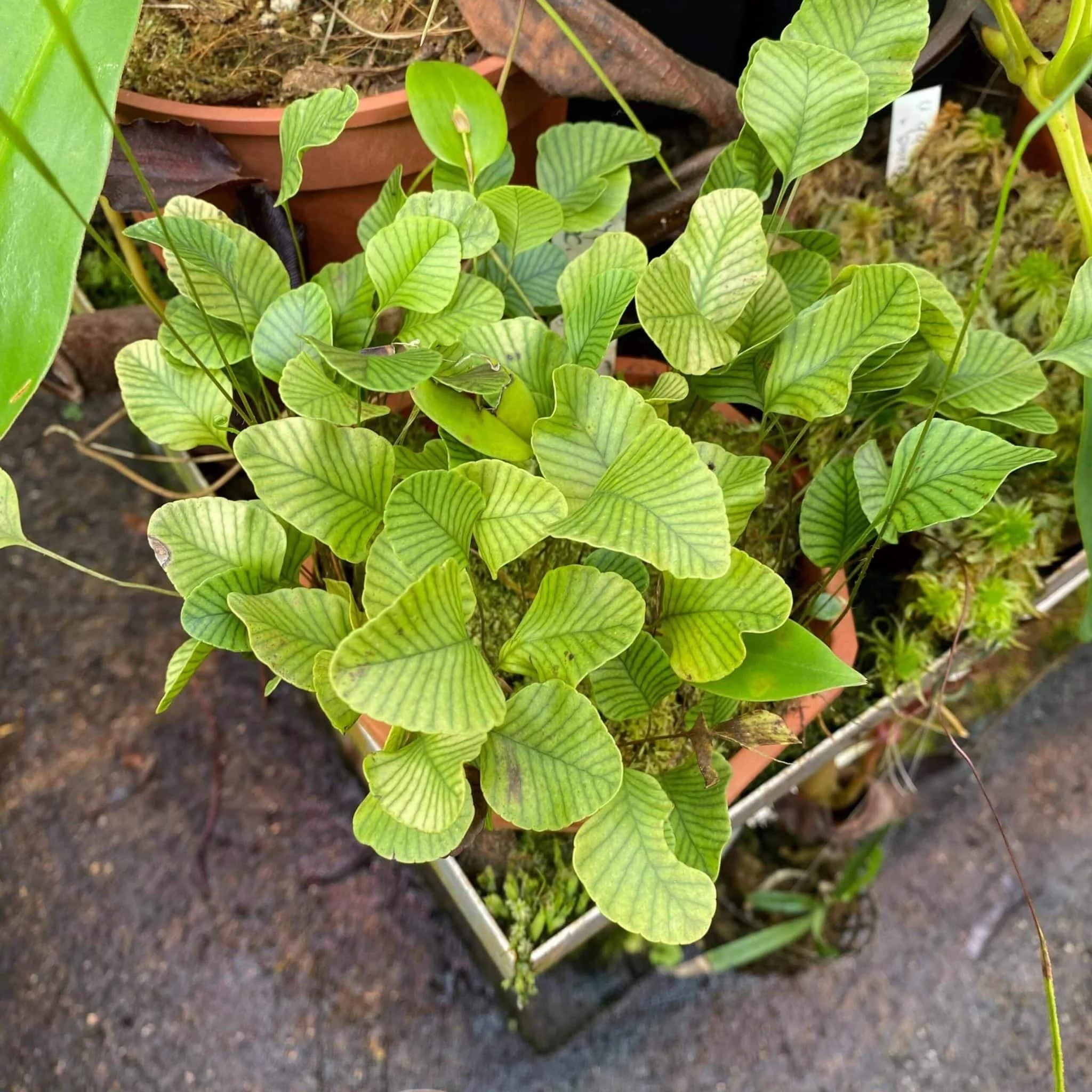 Crypsinus spec. G. Murud 大森食虫植物農園