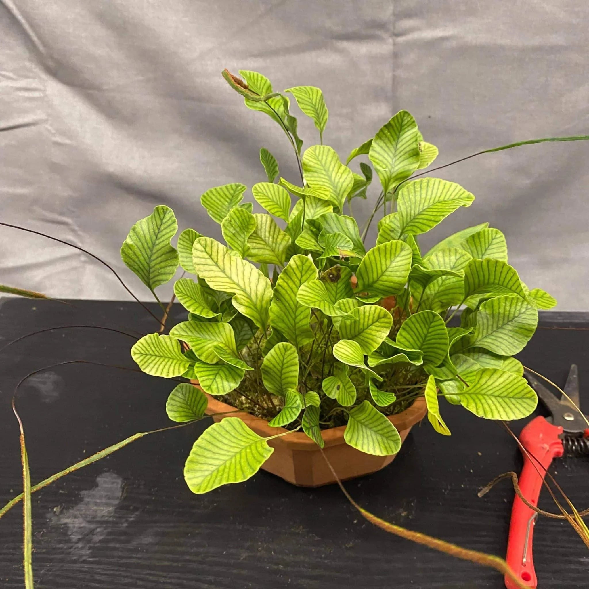 Crypsinus spec. G. Murud 大森食虫植物農園