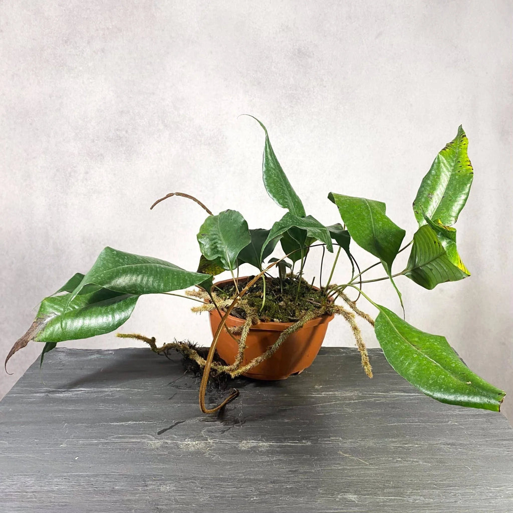 Crypsinus spec. Papua 大森食虫植物農園
