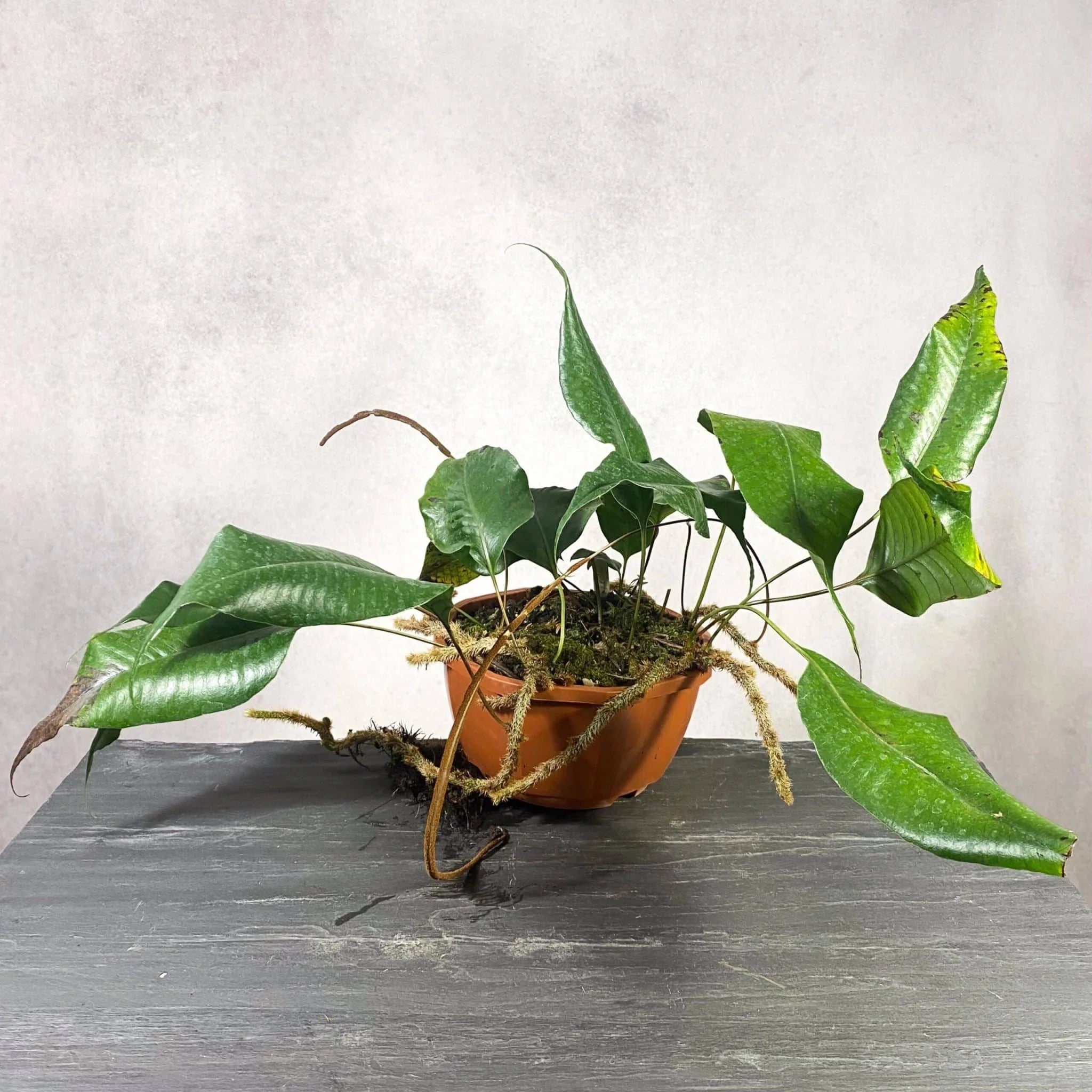 Crypsinus spec. Papua 大森食虫植物農園