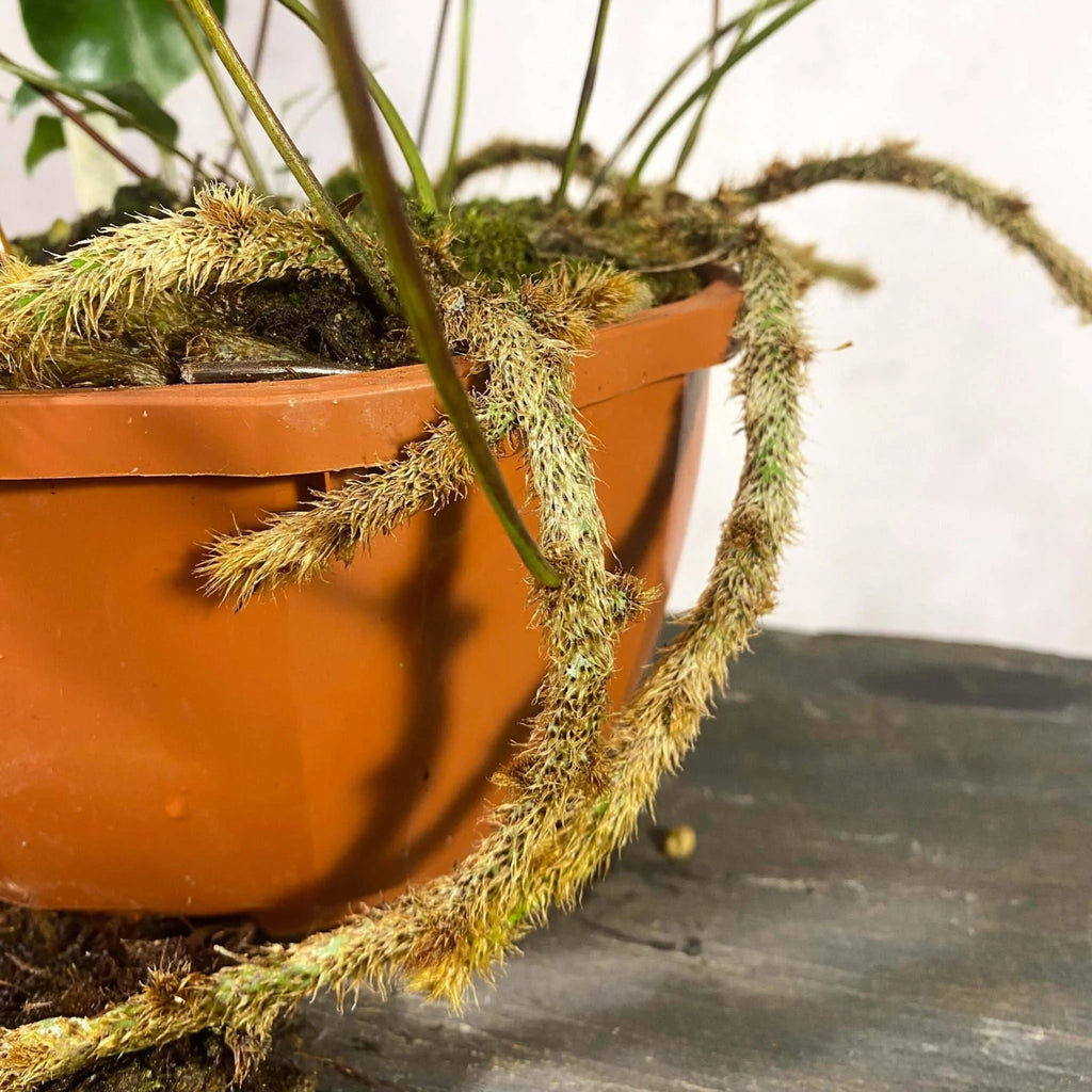 Crypsinus spec. Papua 大森食虫植物農園