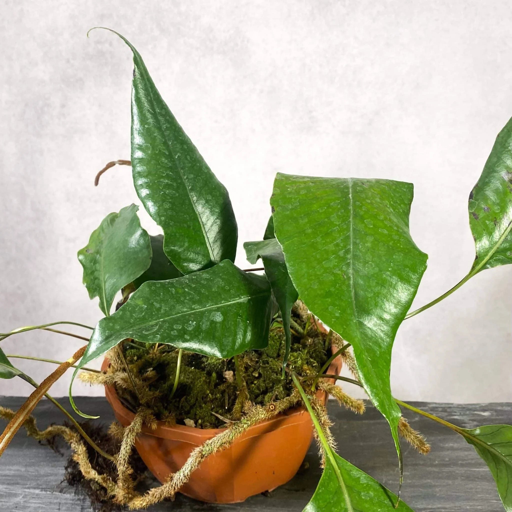Crypsinus spec. Papua 大森食虫植物農園