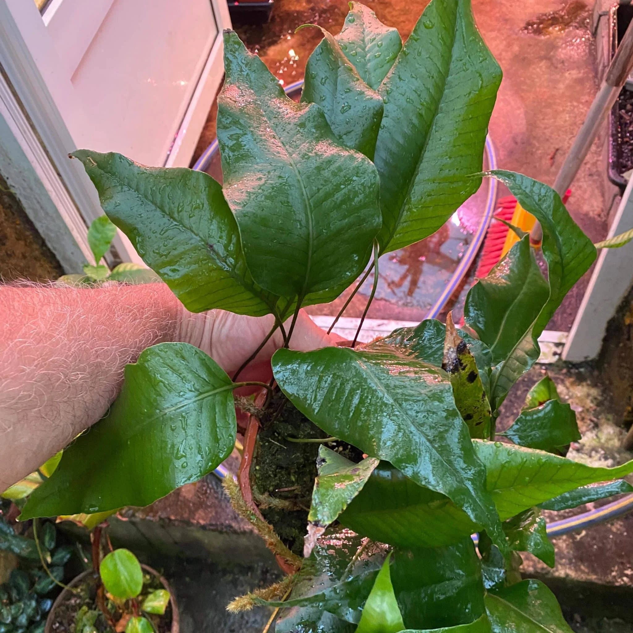 Crypsinus spec. Papua 大森食虫植物農園