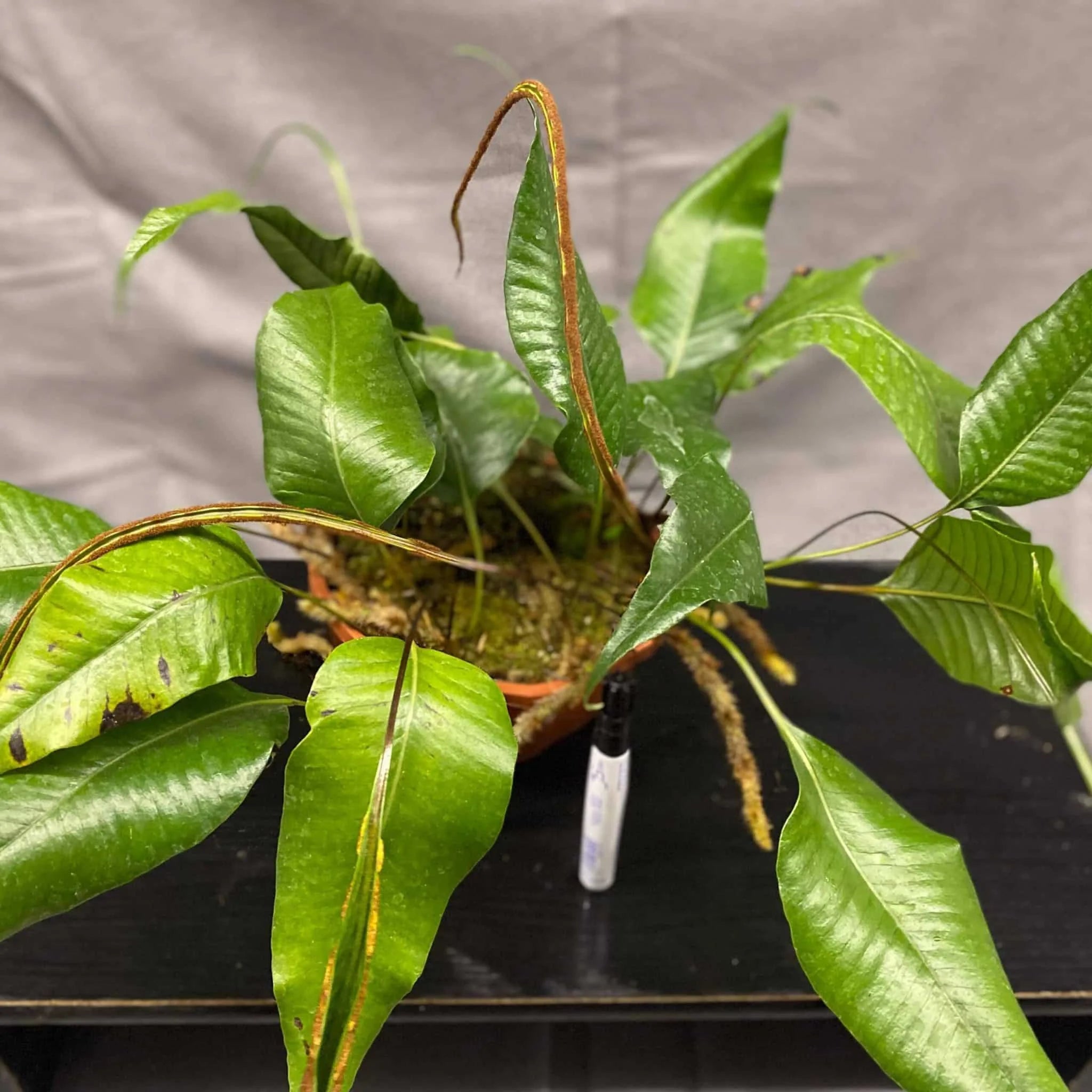 Crypsinus spec. Papua 大森食虫植物農園