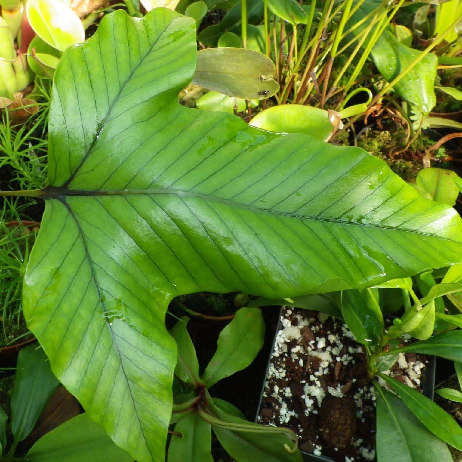 Crypsinus trilobus (Phymatopteris) 大森食虫植物農園