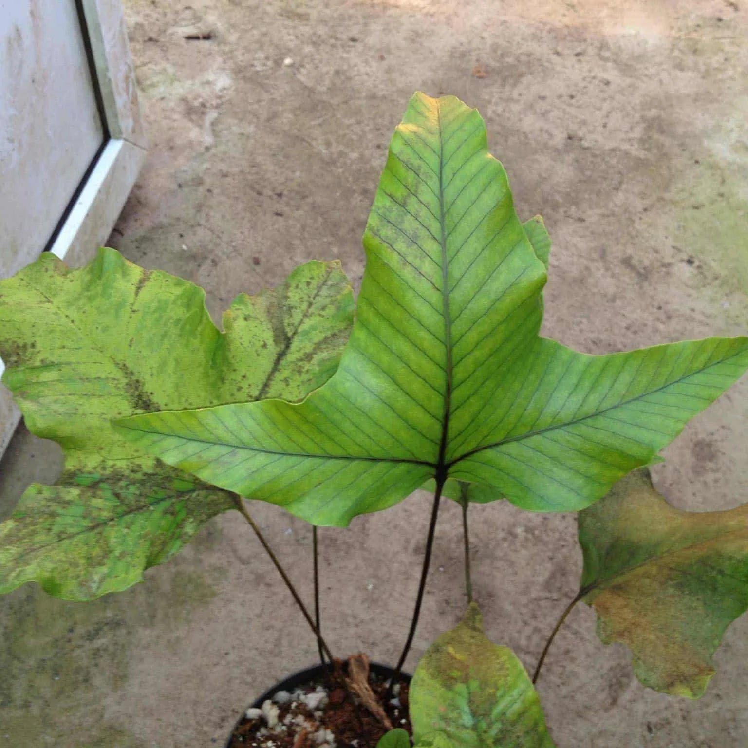 Crypsinus trilobus (Phymatopteris) 大森食虫植物農園