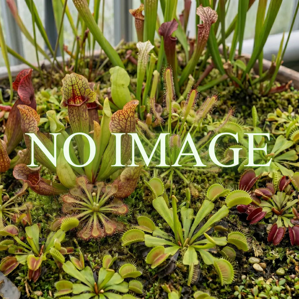 Nepenthes robcantleyi x lowii, 15 cm 大森食虫植物農園