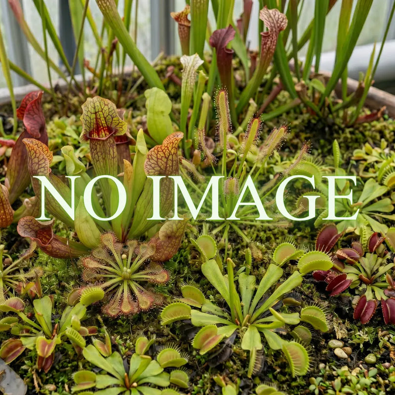 Leaves of Myrmecodia spec. lanceolate (Tigi, Irian Jaya) 大森食虫植物農園