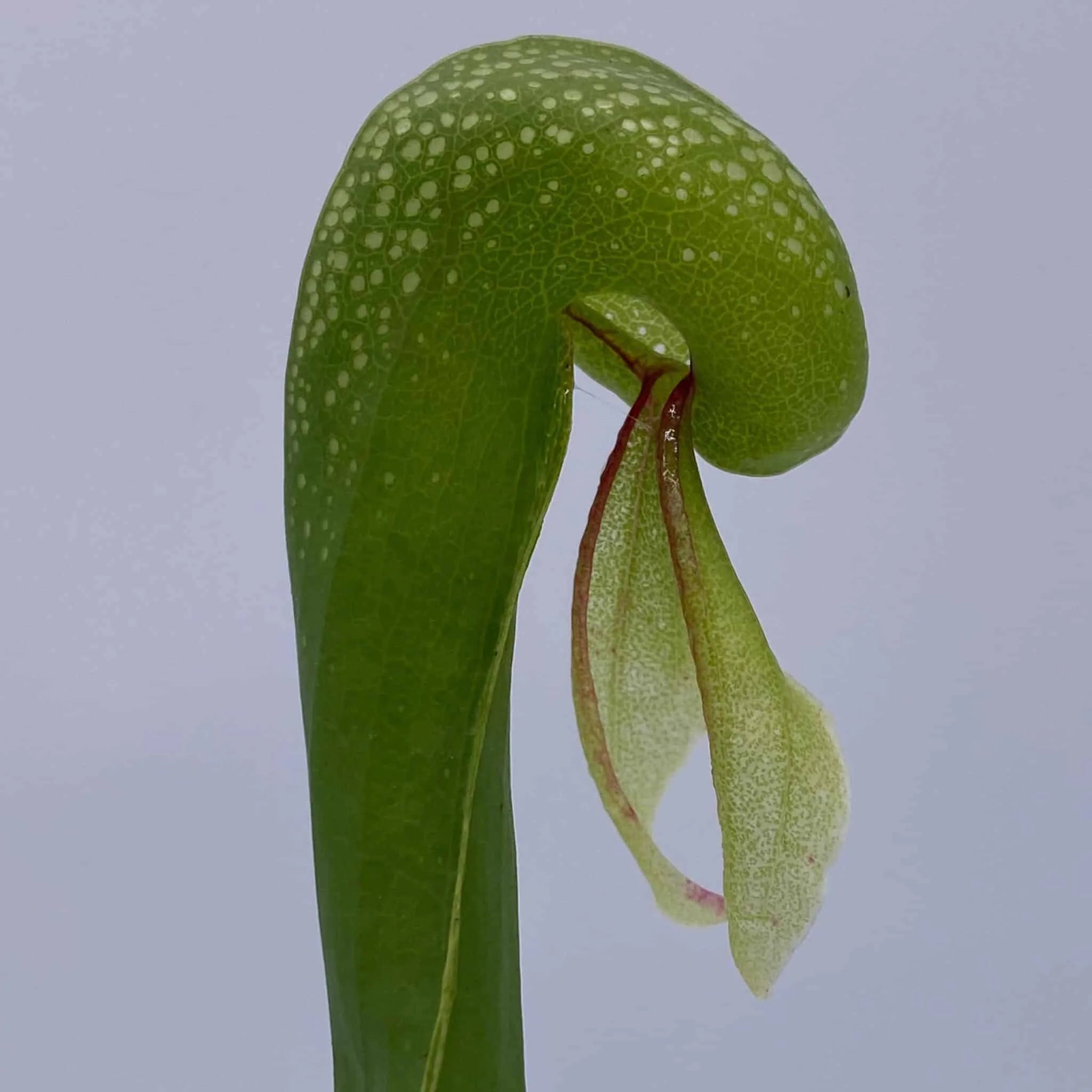 Darlingtonia californica, 10-14 cm 大森食虫植物農園