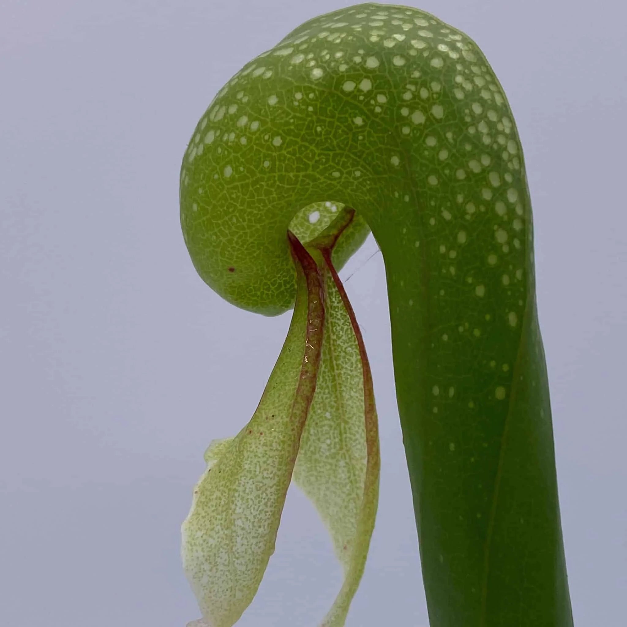 Darlingtonia californica, 10-14 cm 大森食虫植物農園