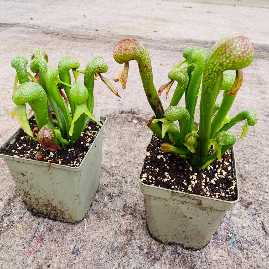 Darlingtonia californica, 10-14 cm 大森食虫植物農園