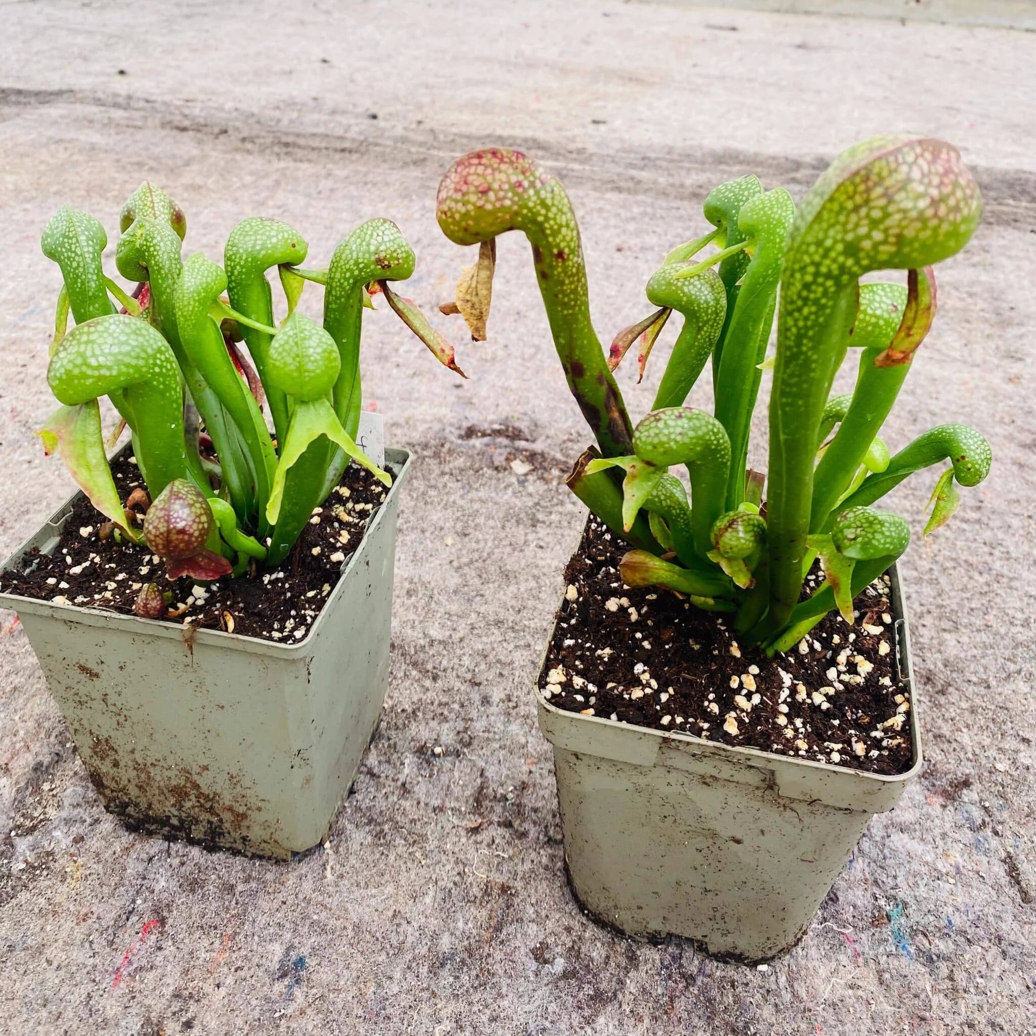 Darlingtonia californica, 10-14 cm 大森食虫植物農園