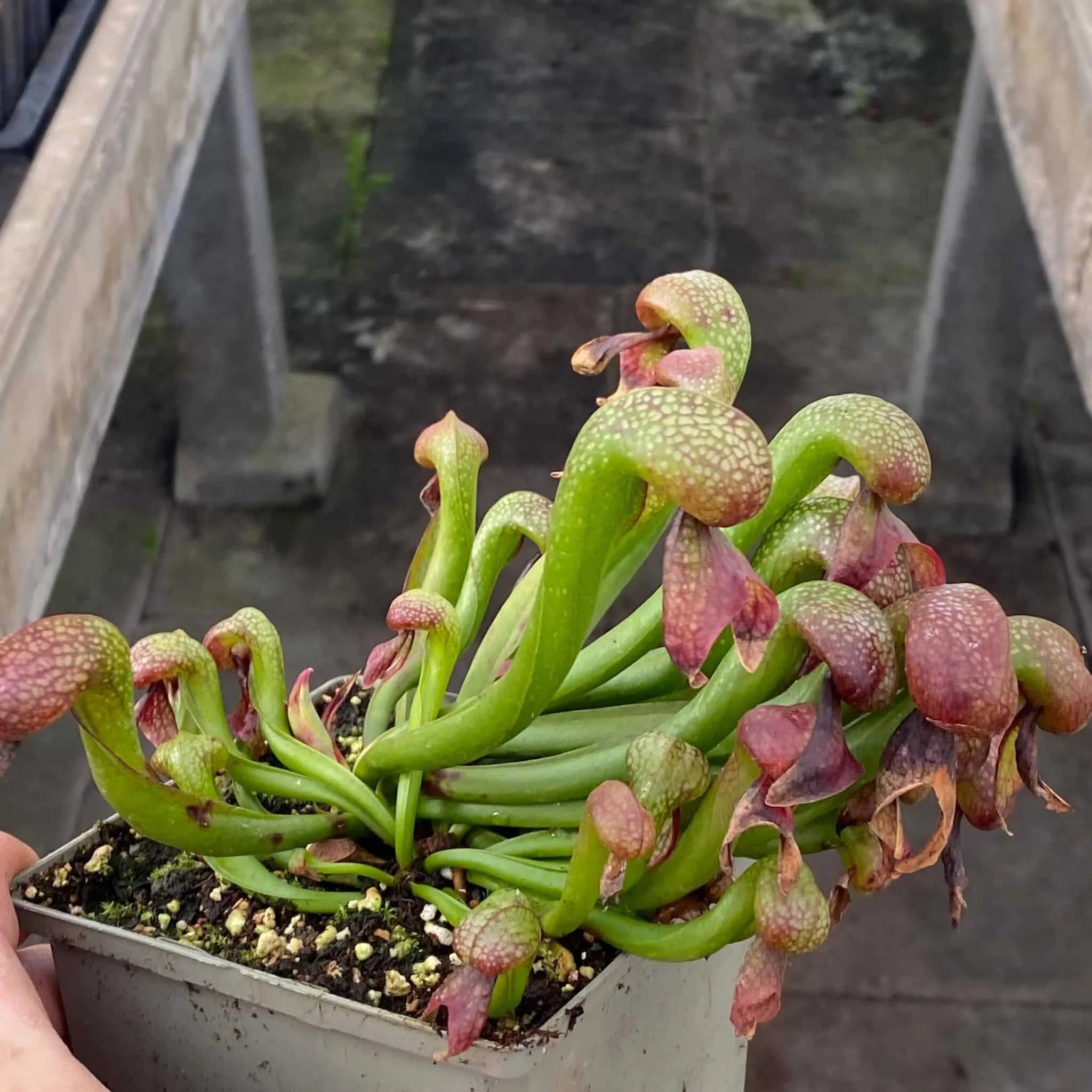 Darlingtonia californica, 12-16 cm (Diflora) 大森食虫植物農園