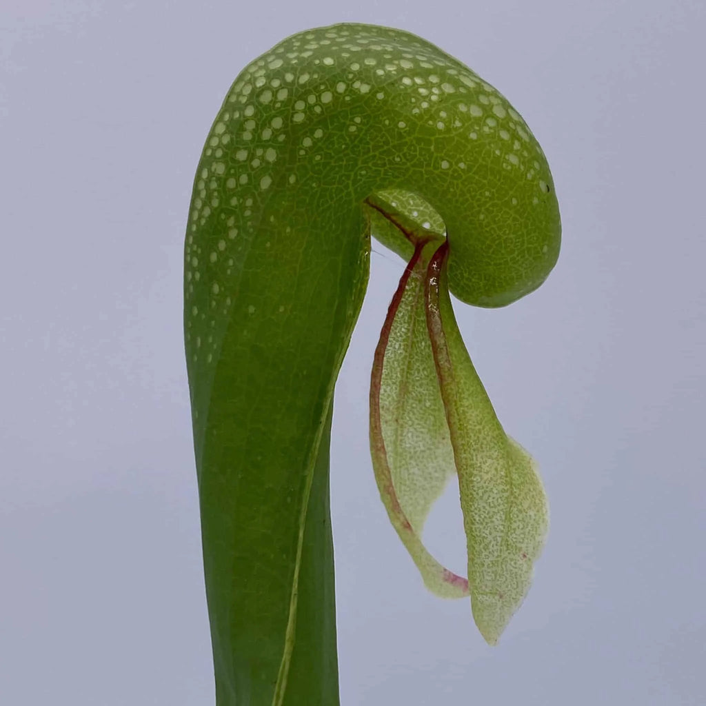 Darlingtonia californica, Oregon, 10-14 cm, 大森食虫植物農園