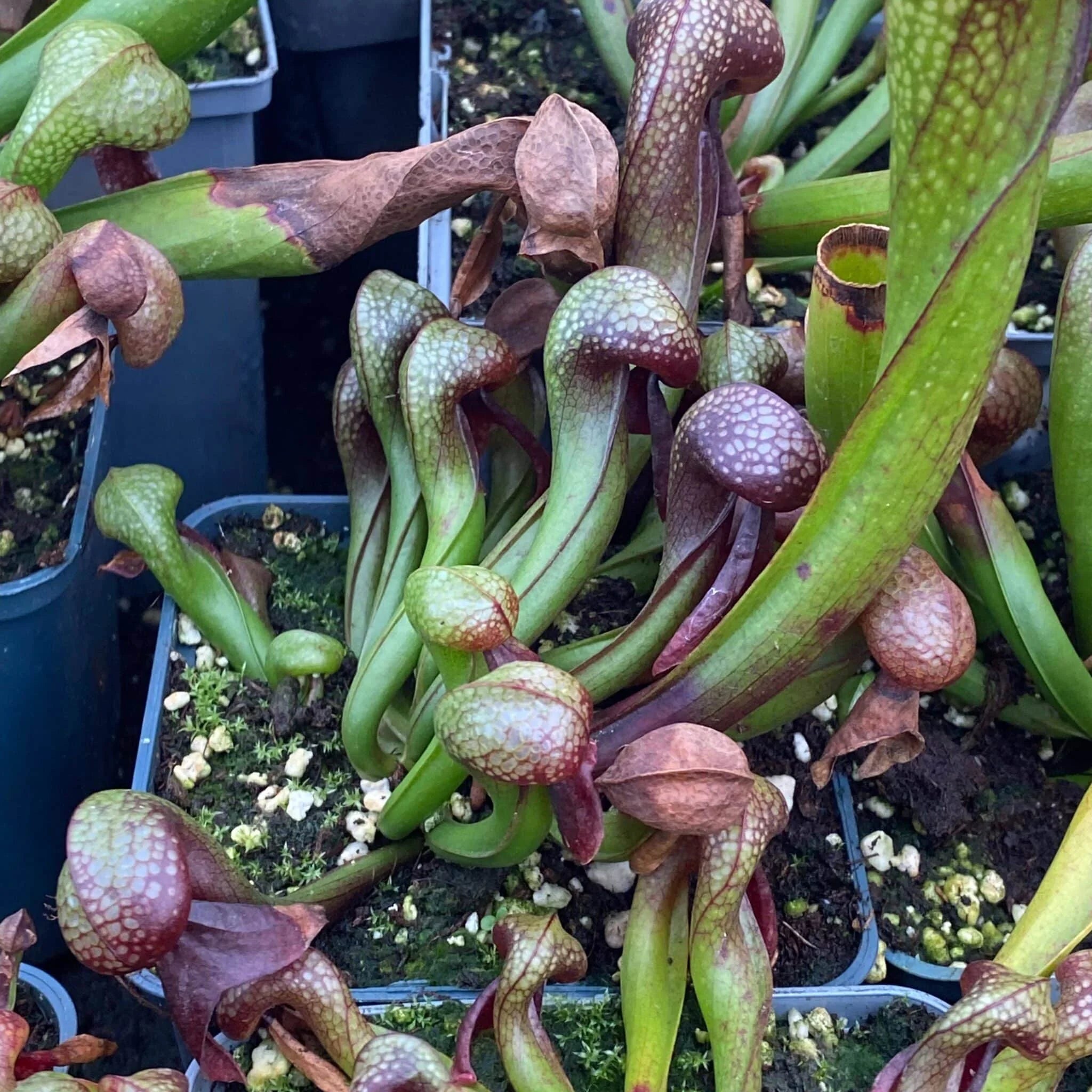 Darlingtonia californica, Oregon, 12-18cm 大森食虫植物農園