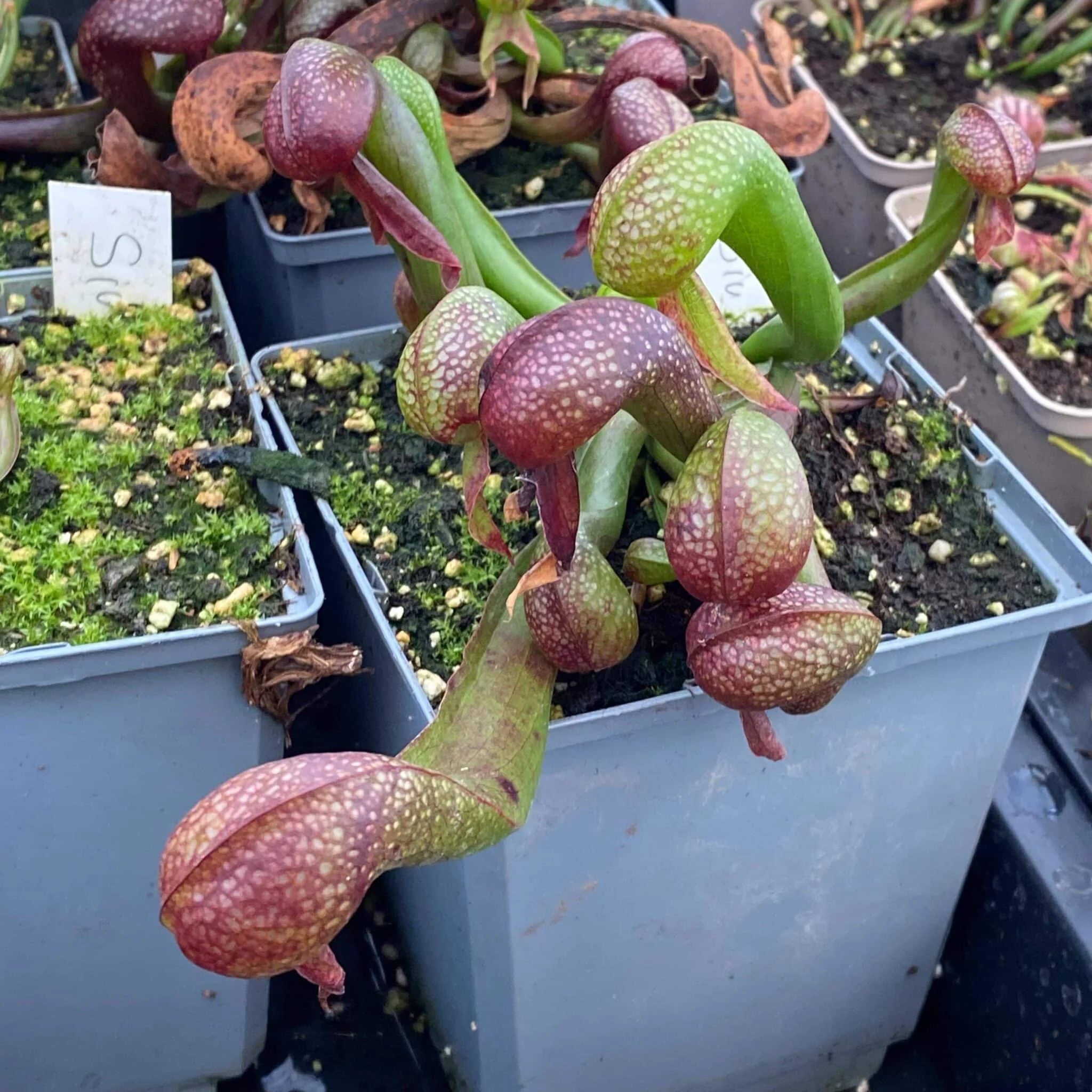 Darlingtonia californica, Siuslaw, National Forest, Oregon 大森食虫植物農園