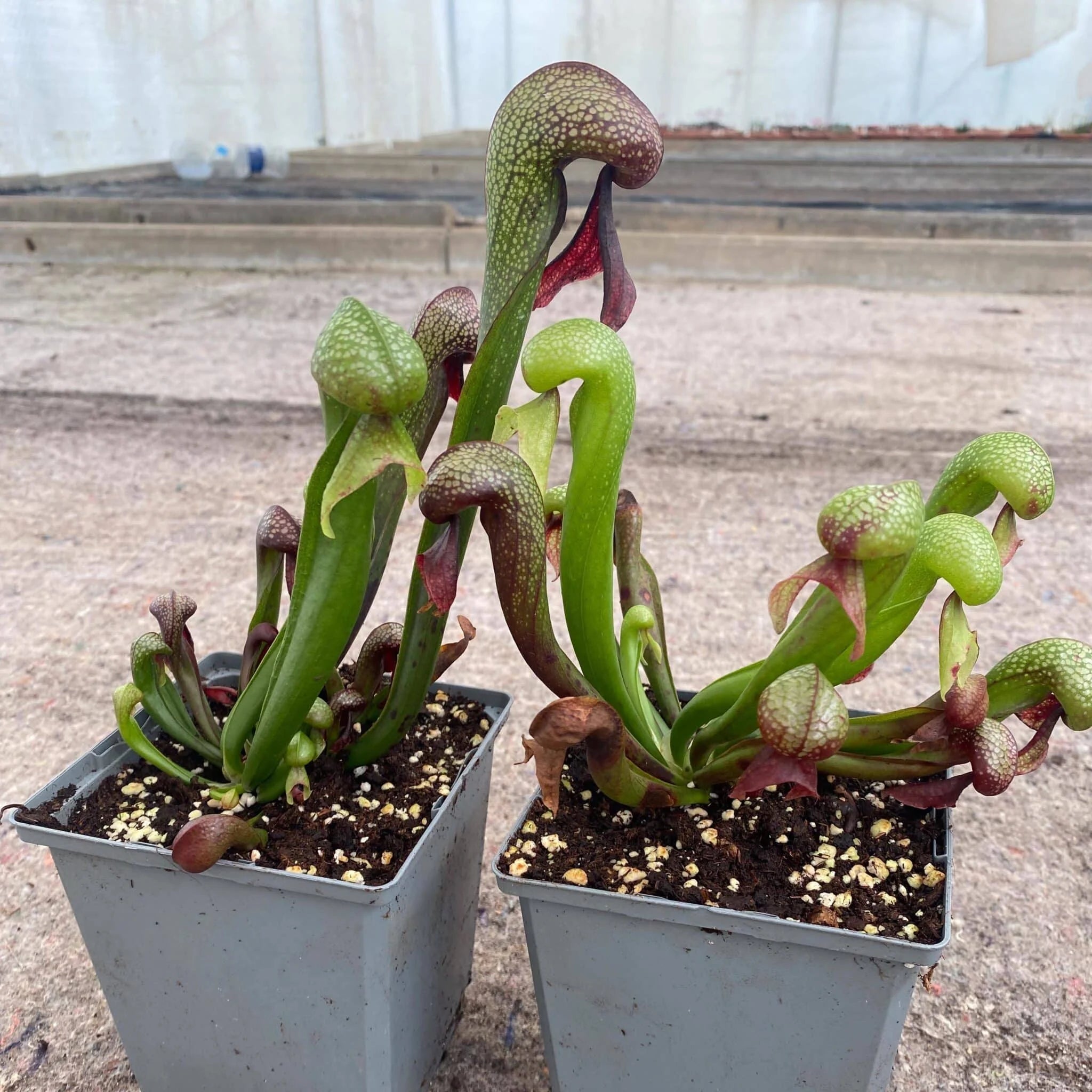 Darlingtonia californica, UK-clone, 10-15 cm 大森食虫植物農園