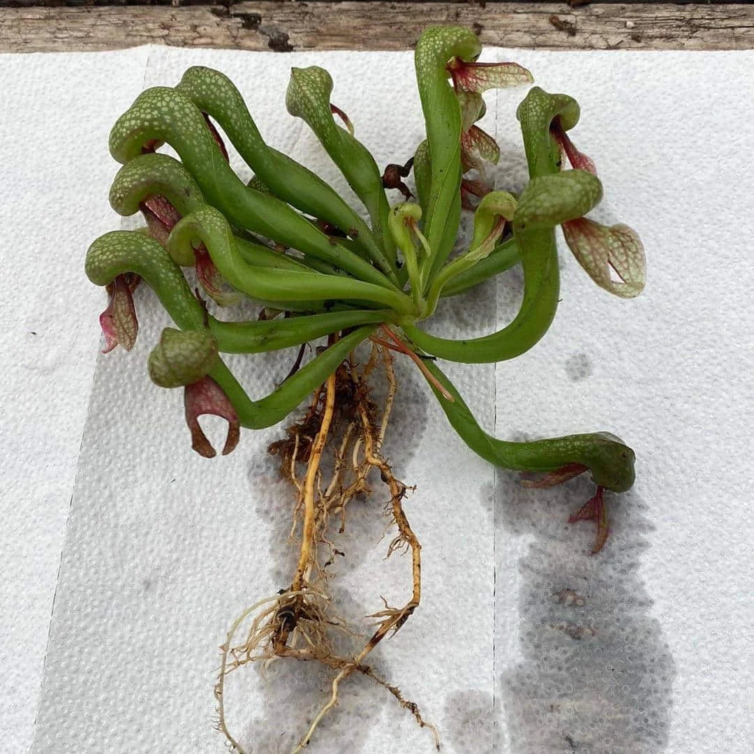 Darlingtonia californica, UK-clone, 10-15 cm 大森食虫植物農園